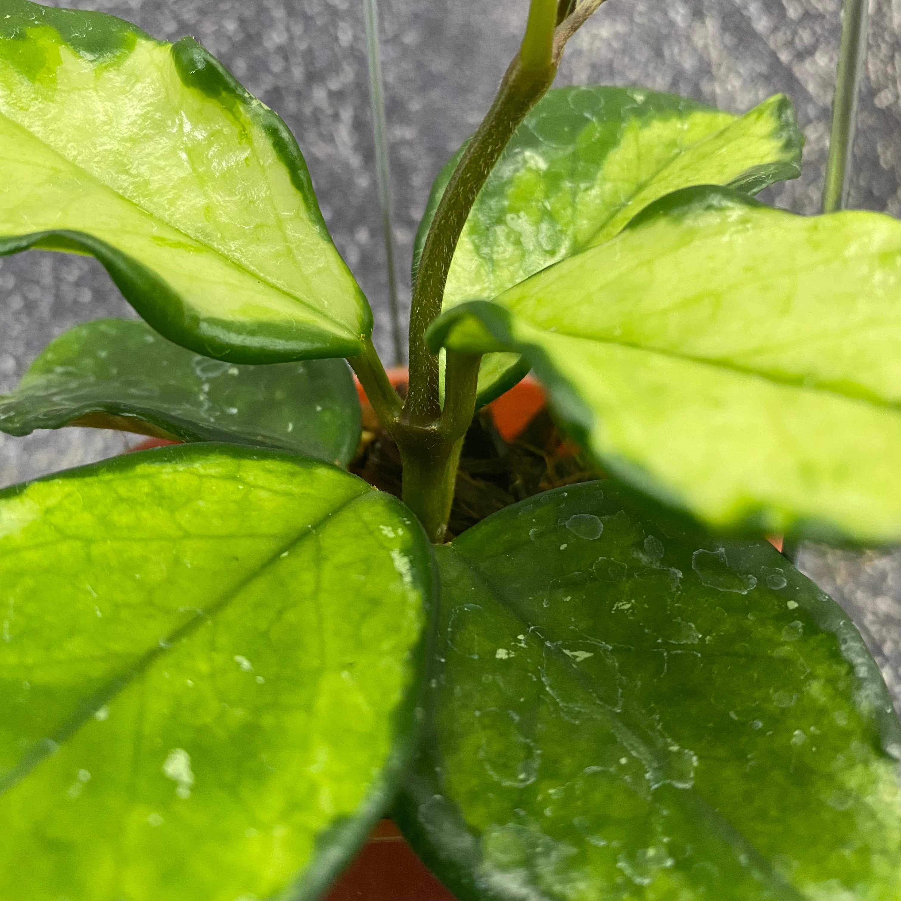 Hoya Carnosa Freckles Variegated