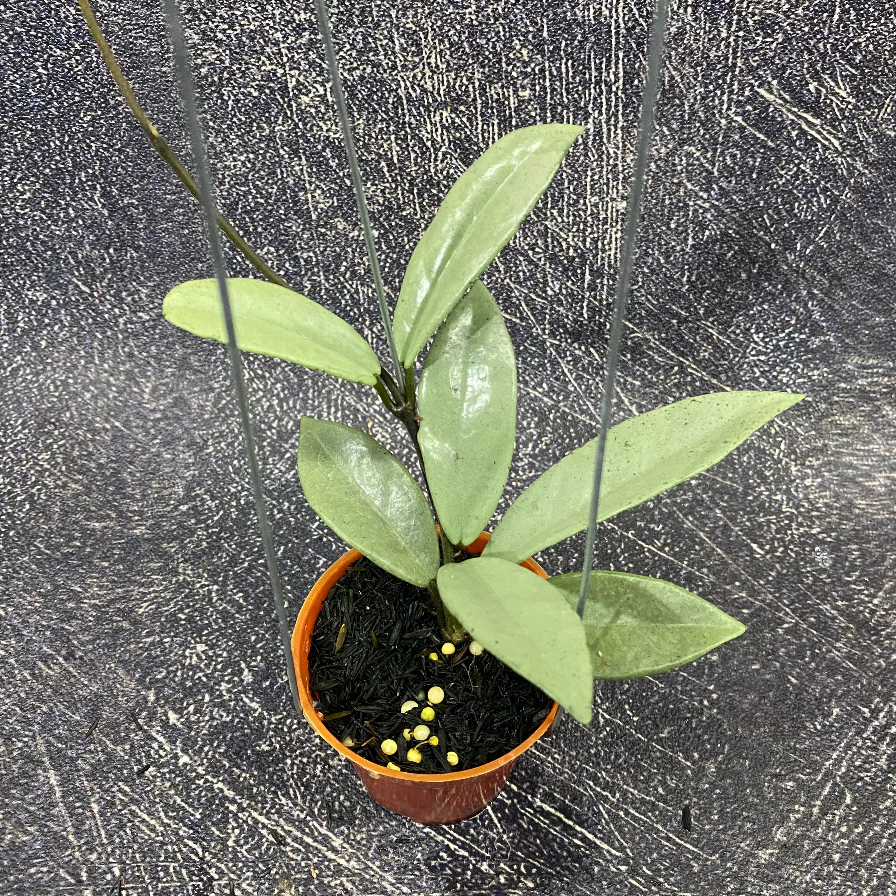 Hoya Carnosa Wilbur Graves Silver