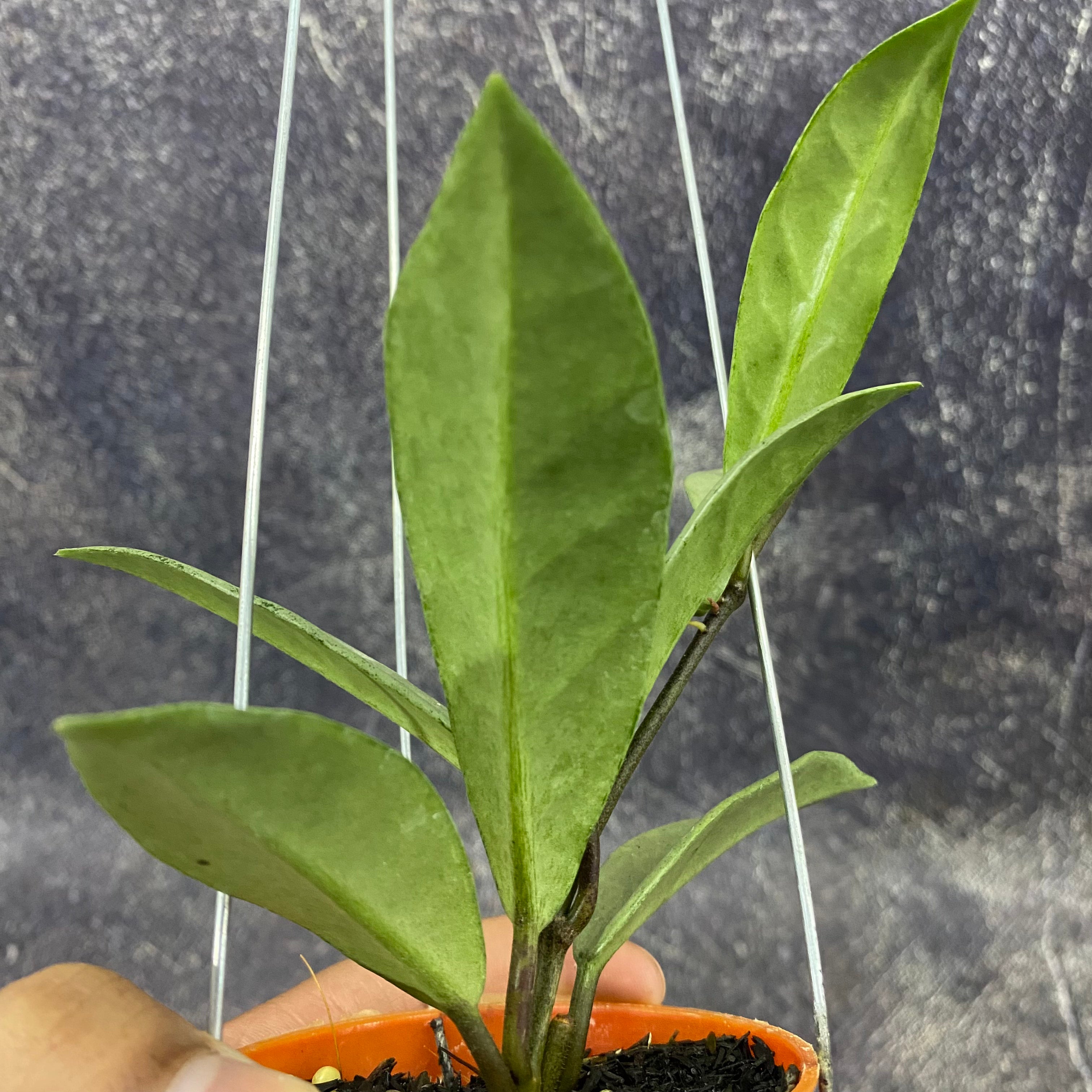 Hoya Carnosa Wilbur Graves Silver