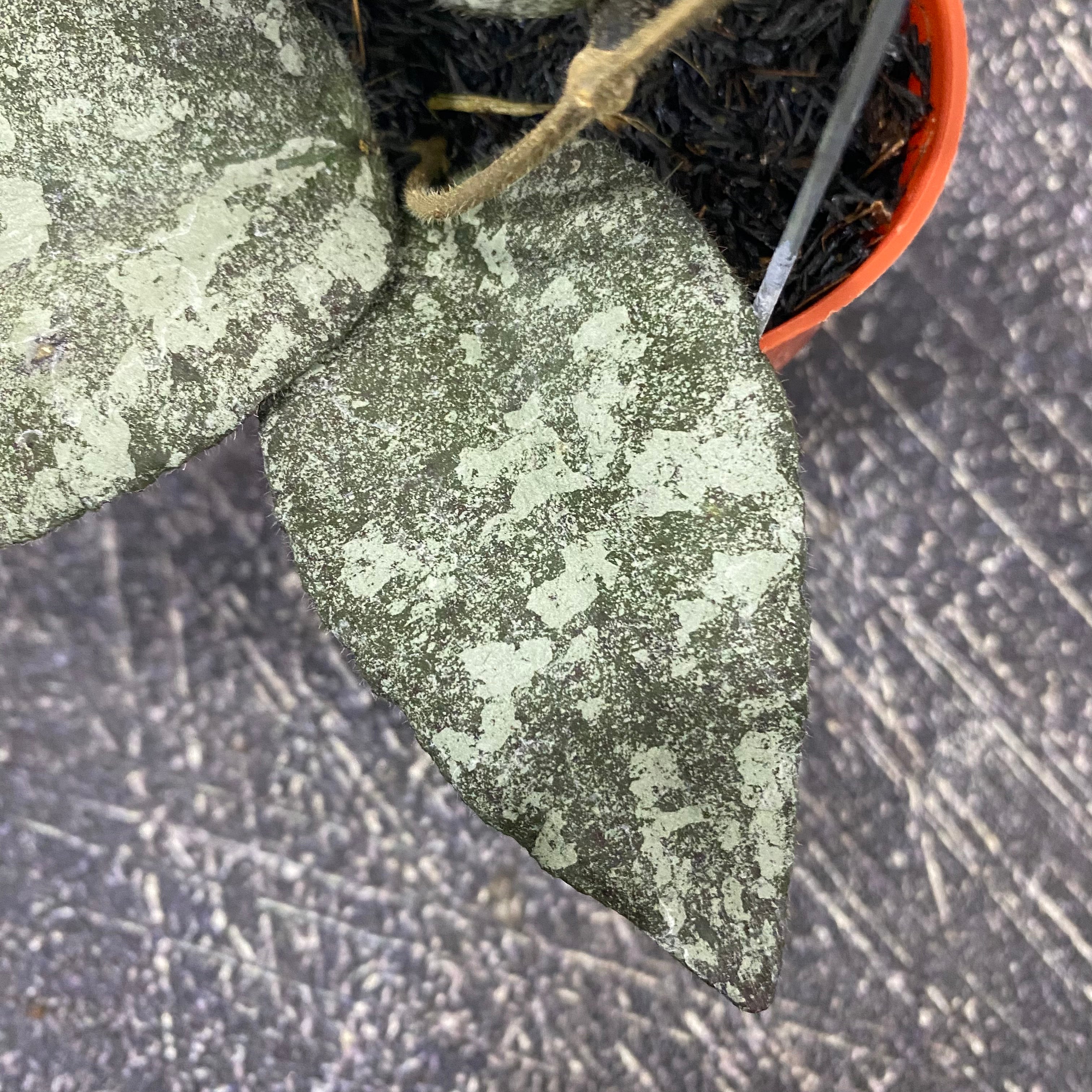Hoya Caudata Leopard