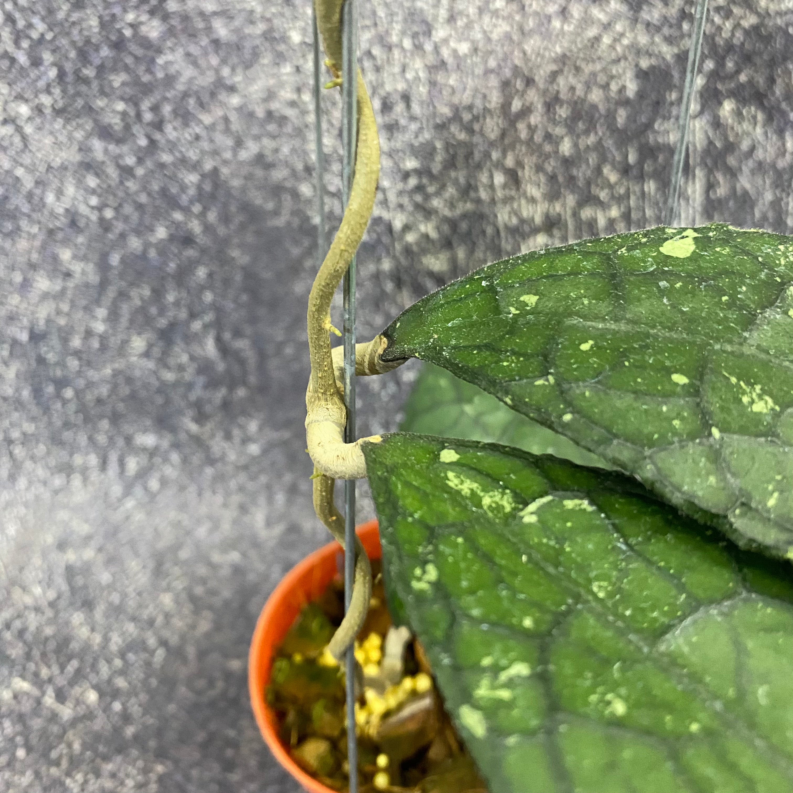 Hoya Clemensiorum Jurassica