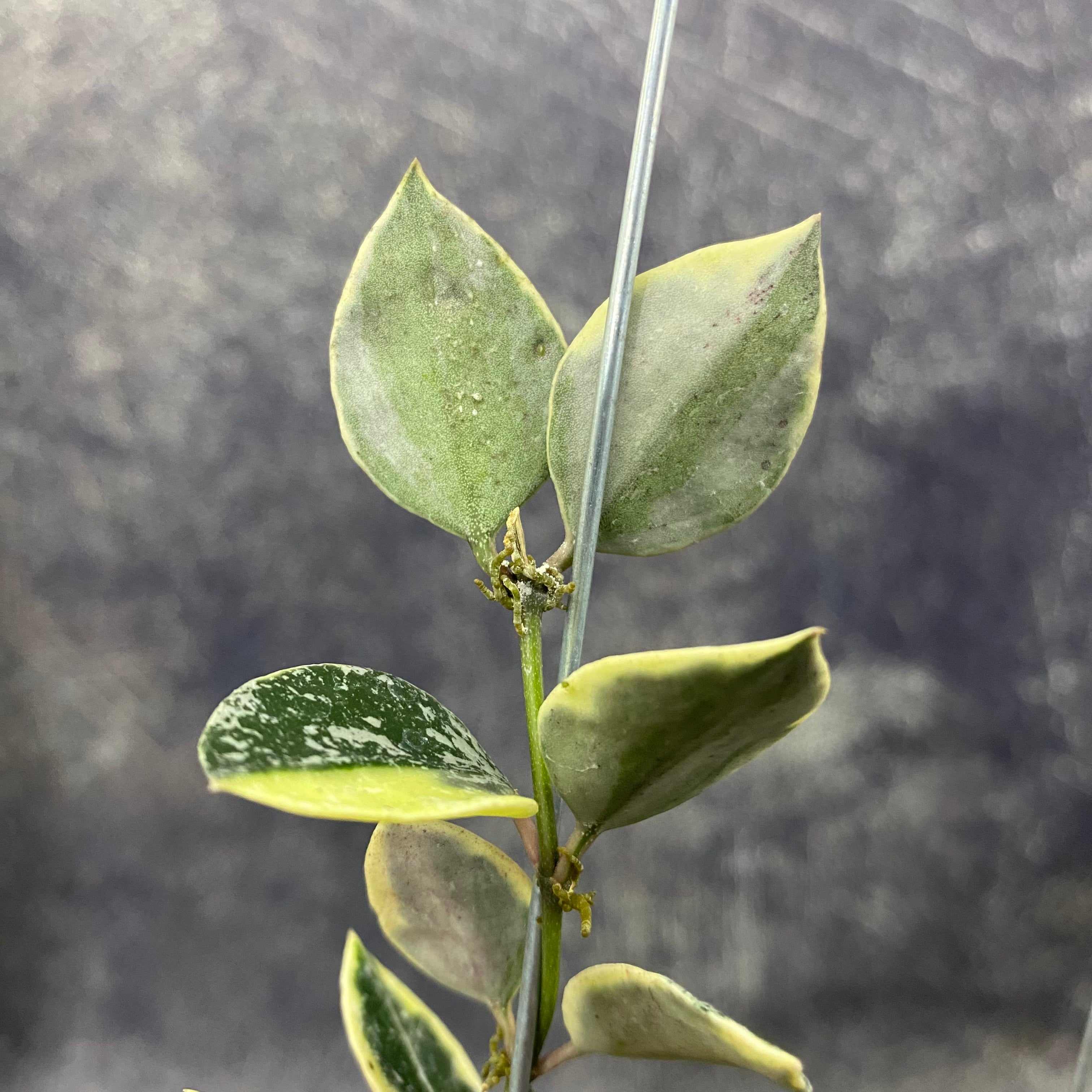 Hoya Lacunosa Lumina