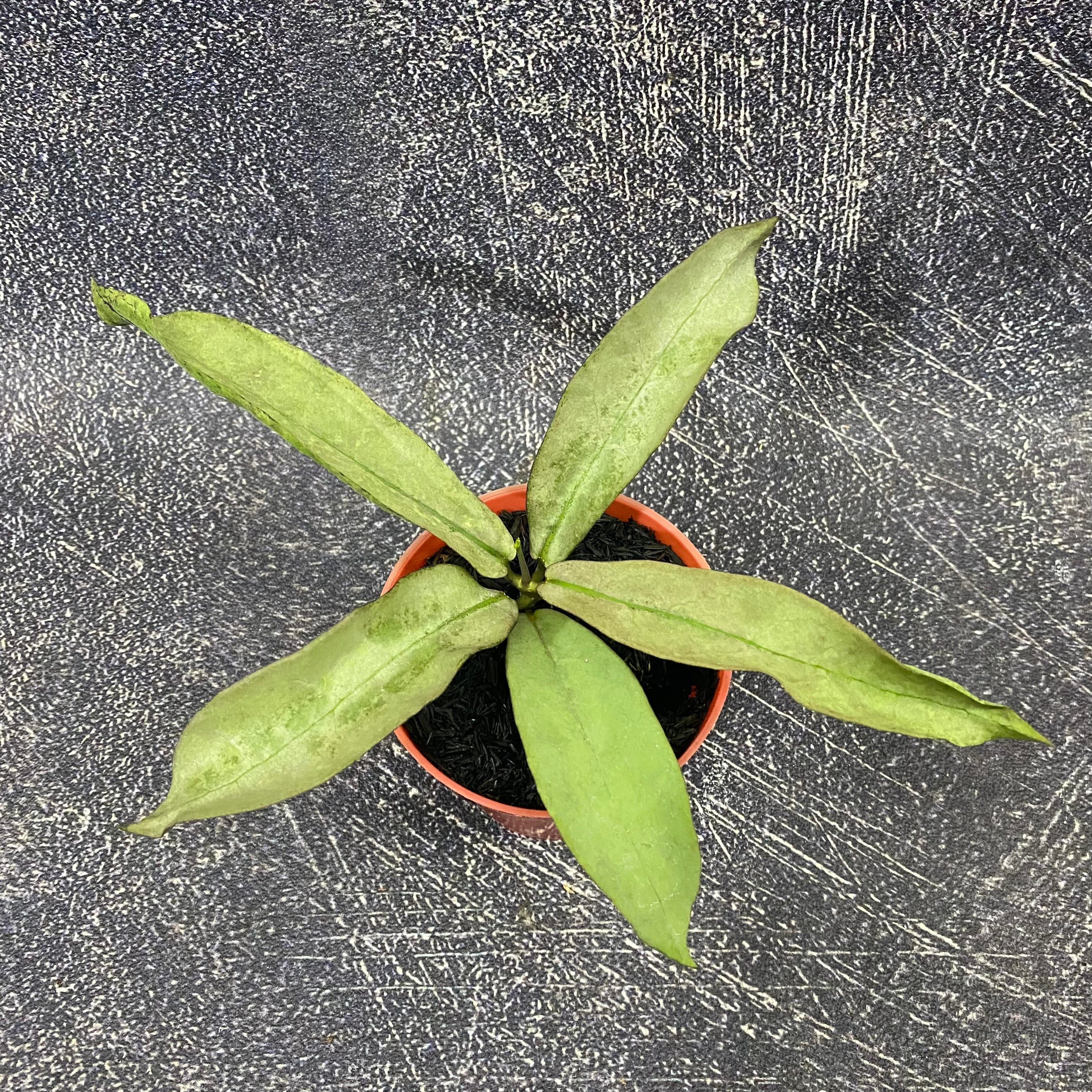Hoya Mitrata Purple Gold