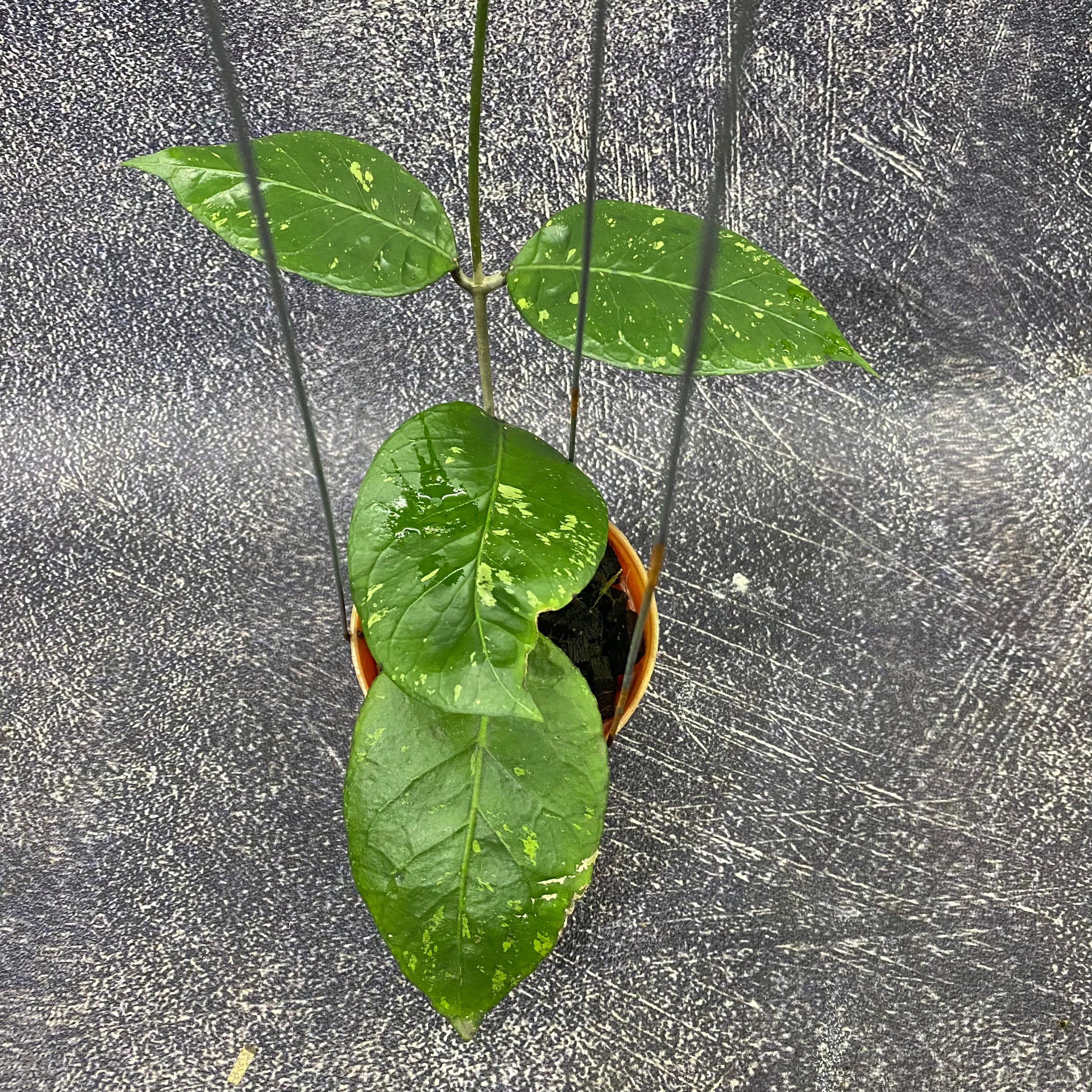 Hoya SP Aceh Brontofolia