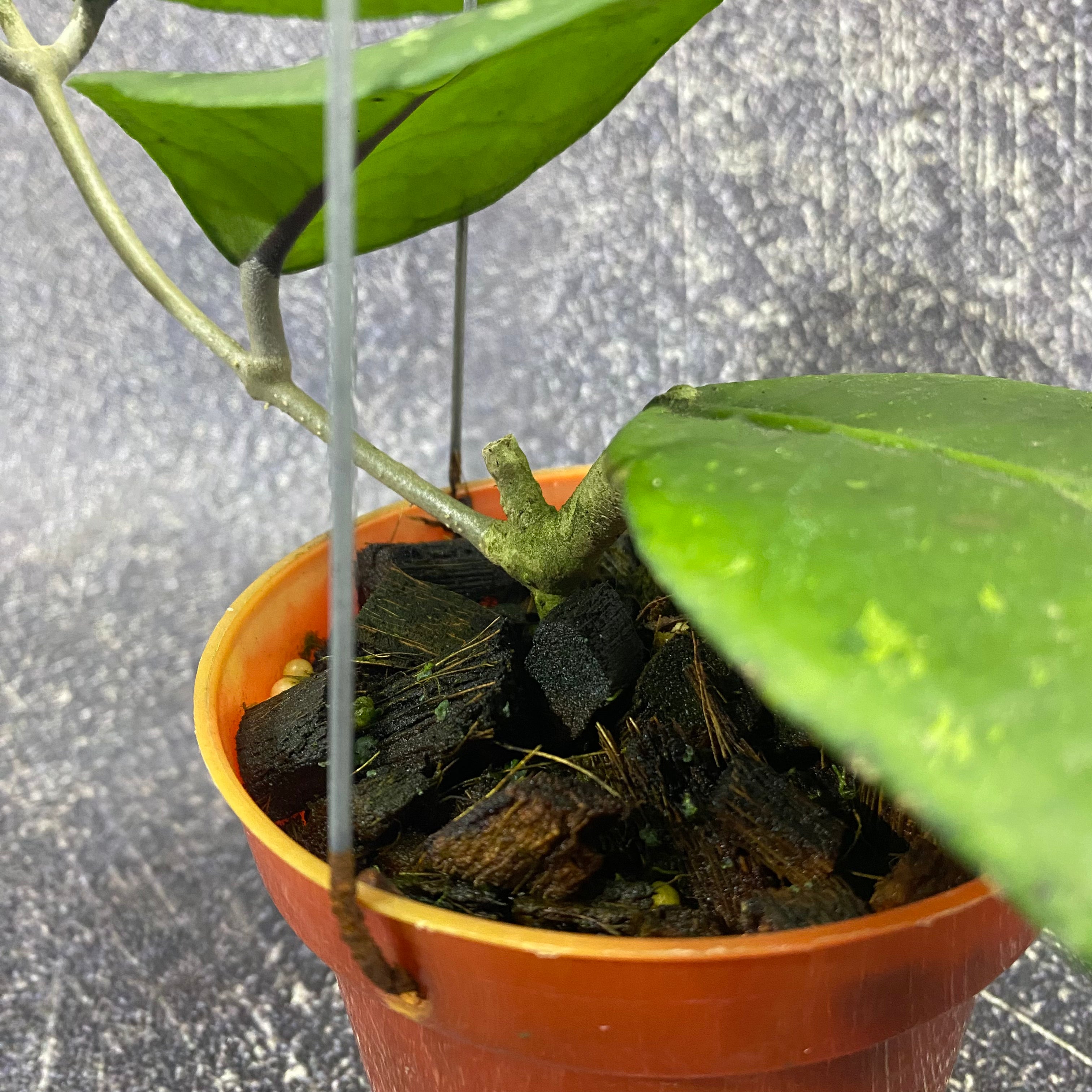 Hoya SP Aceh Brontofolia