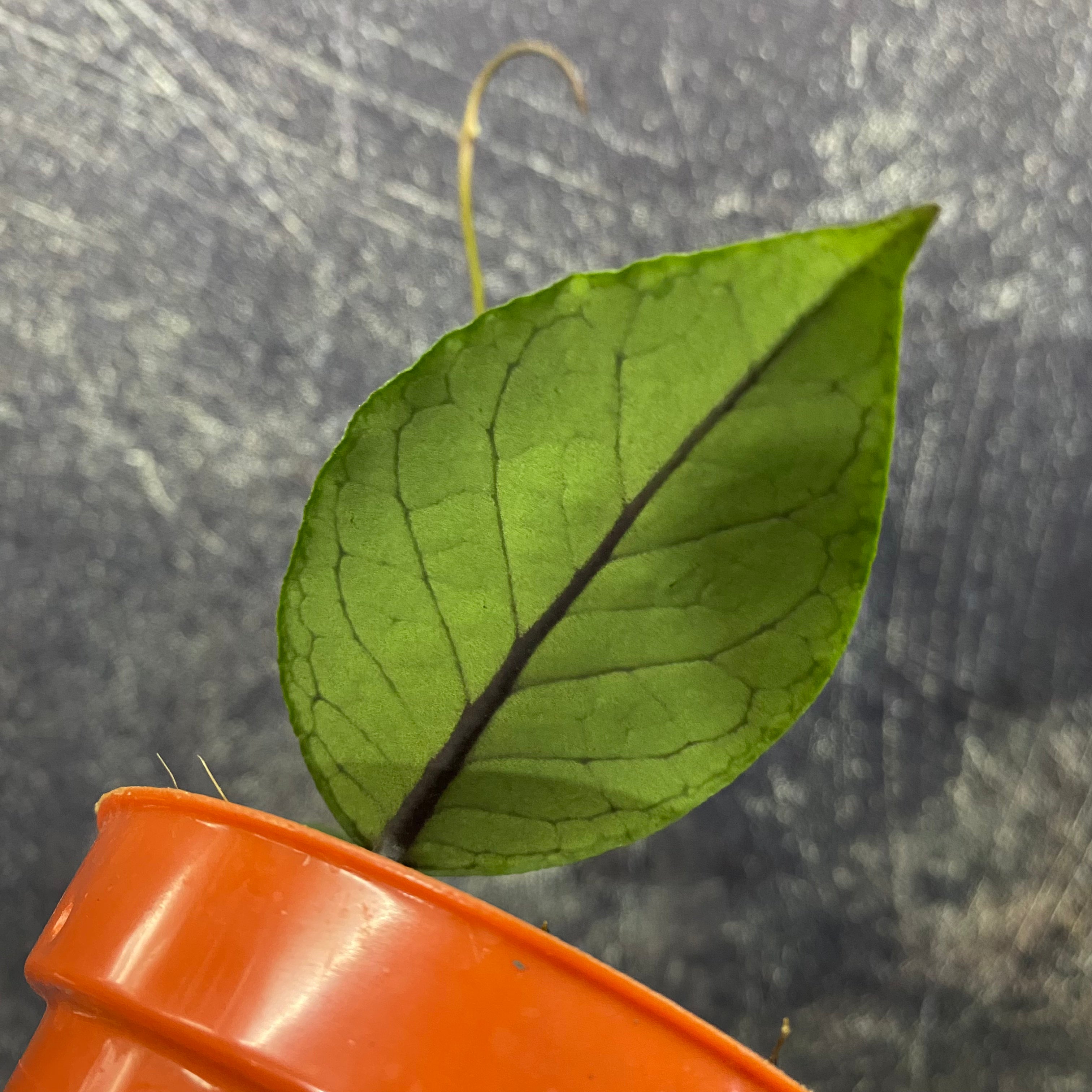 Hoya SP Aceh Dragon Eggs