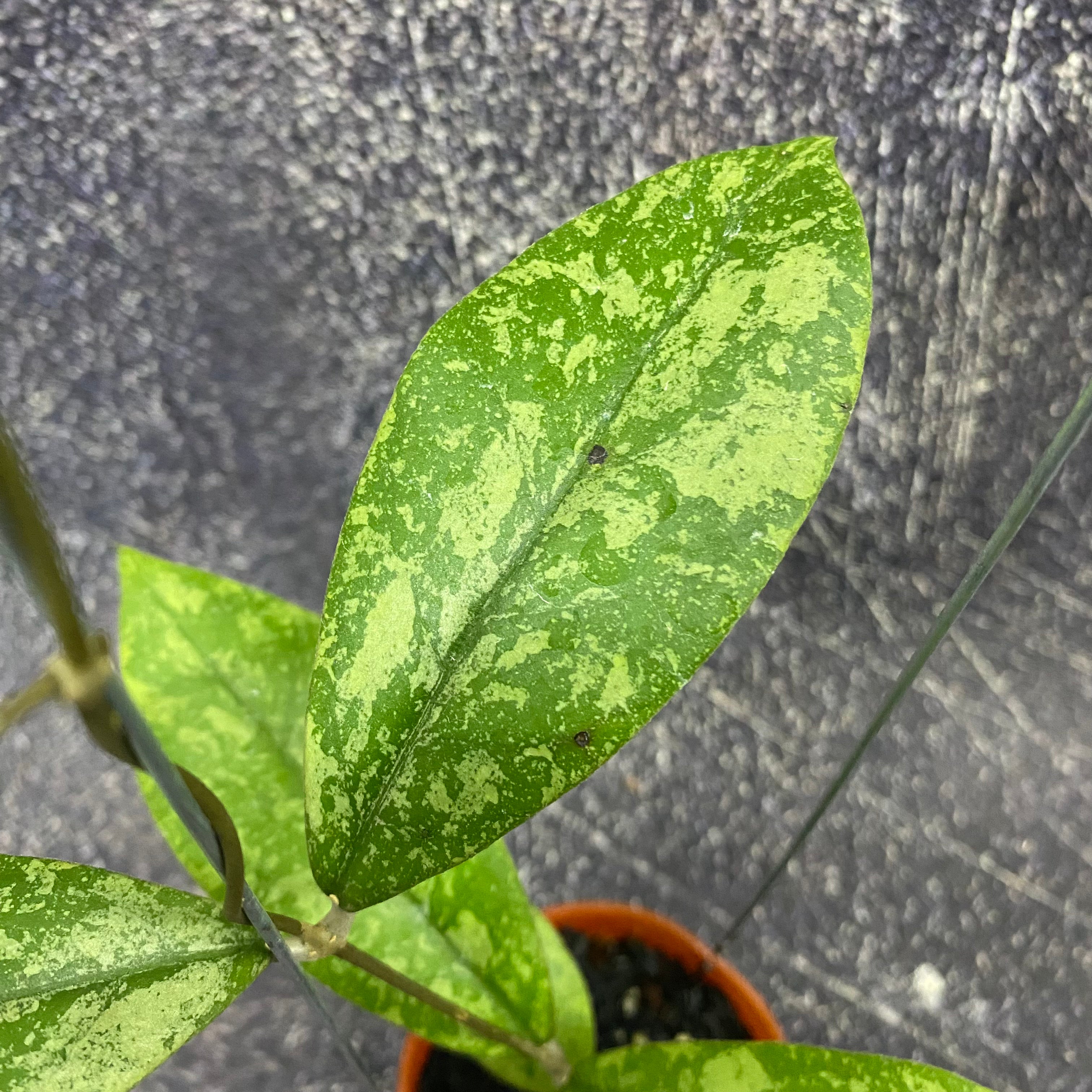 Hoya SP Kapuas Hulu High Splash