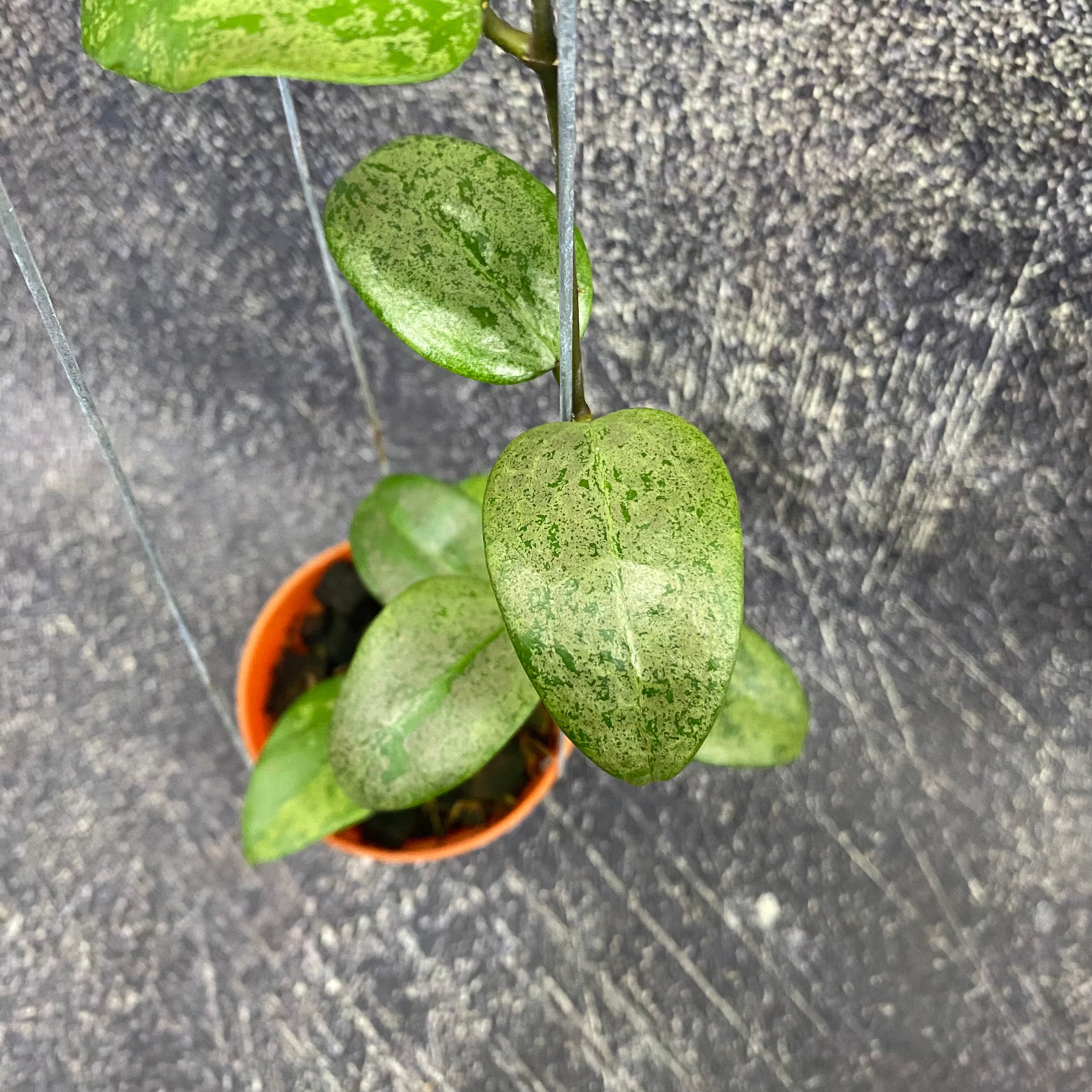 Hoya Verticillata Purple Aurora Silver