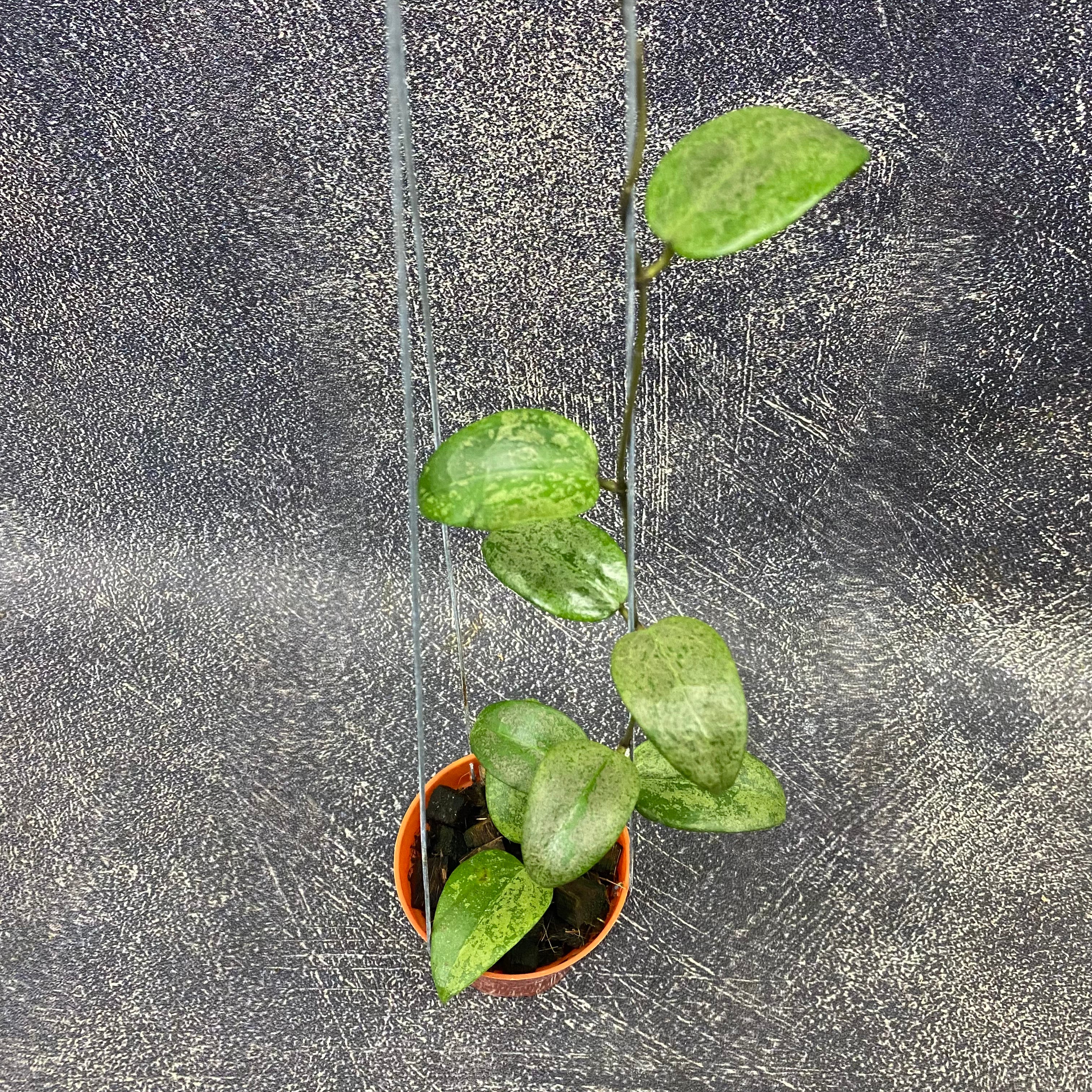 Hoya Verticillata Purple Aurora Silver