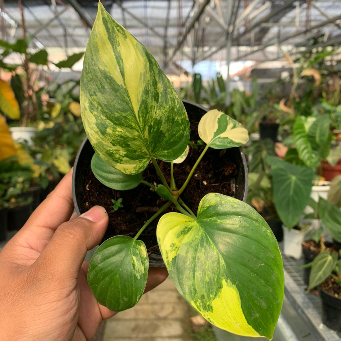 Homalomena Rubescen Variegated