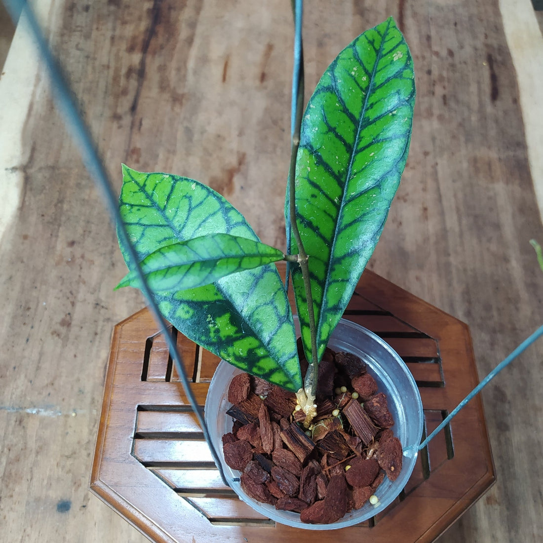 π Hoya Callistophylla Zebra (100% off)