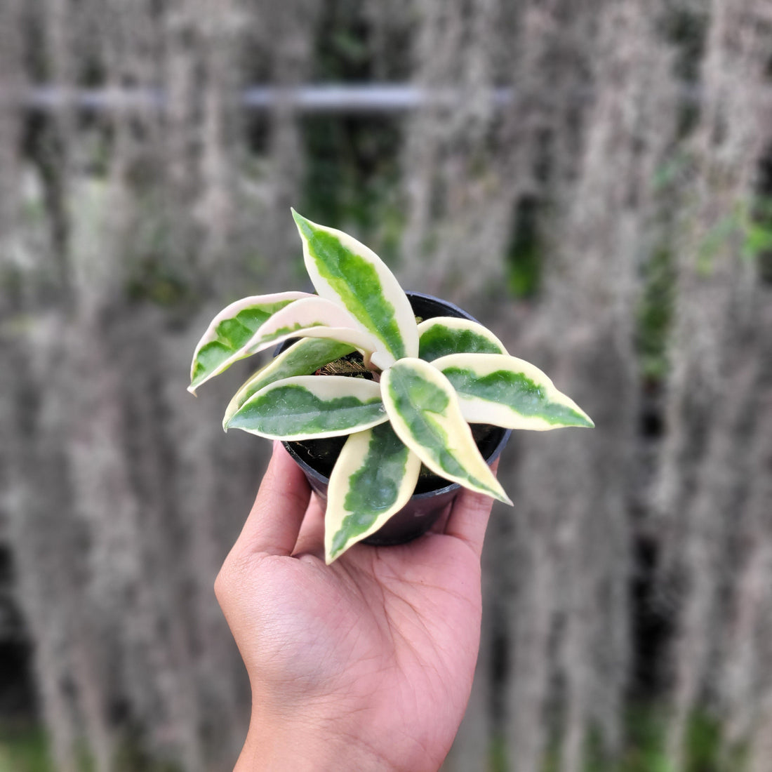 π Hoya Carnosa Suzie-Q (100% off)