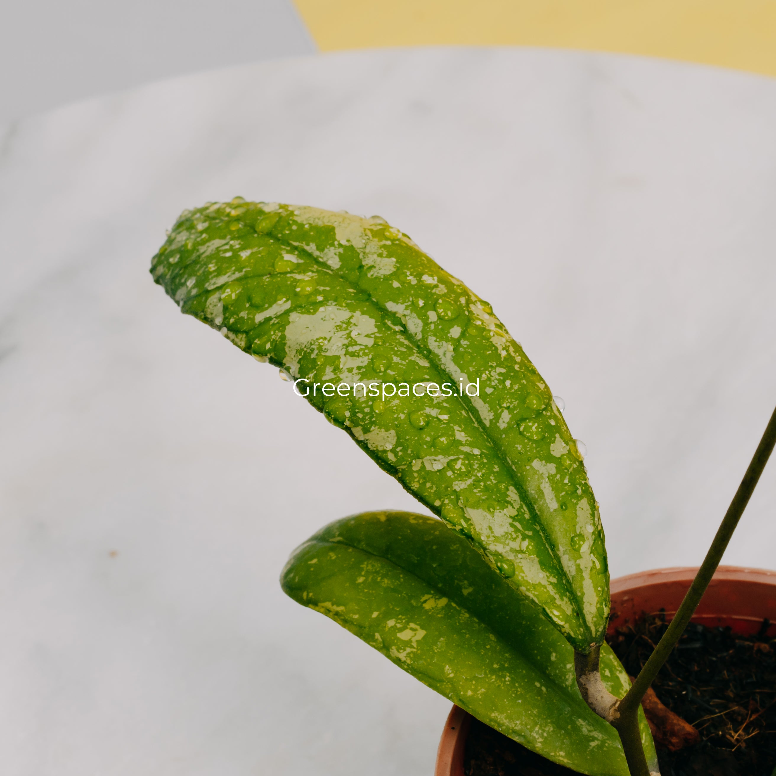 Hoya Sp North Sumatra