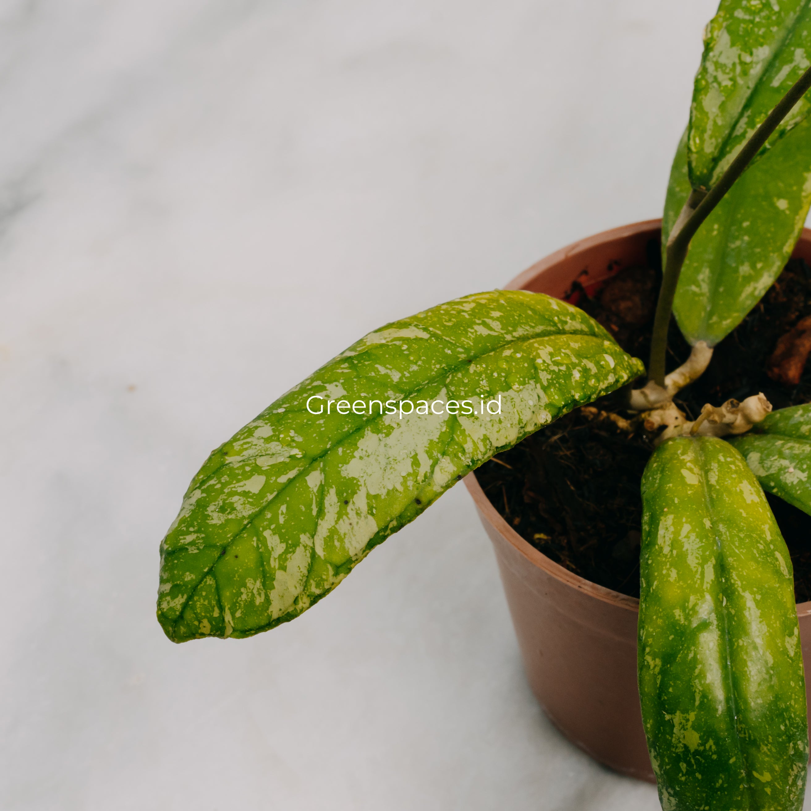 Hoya Sp North Sumatra