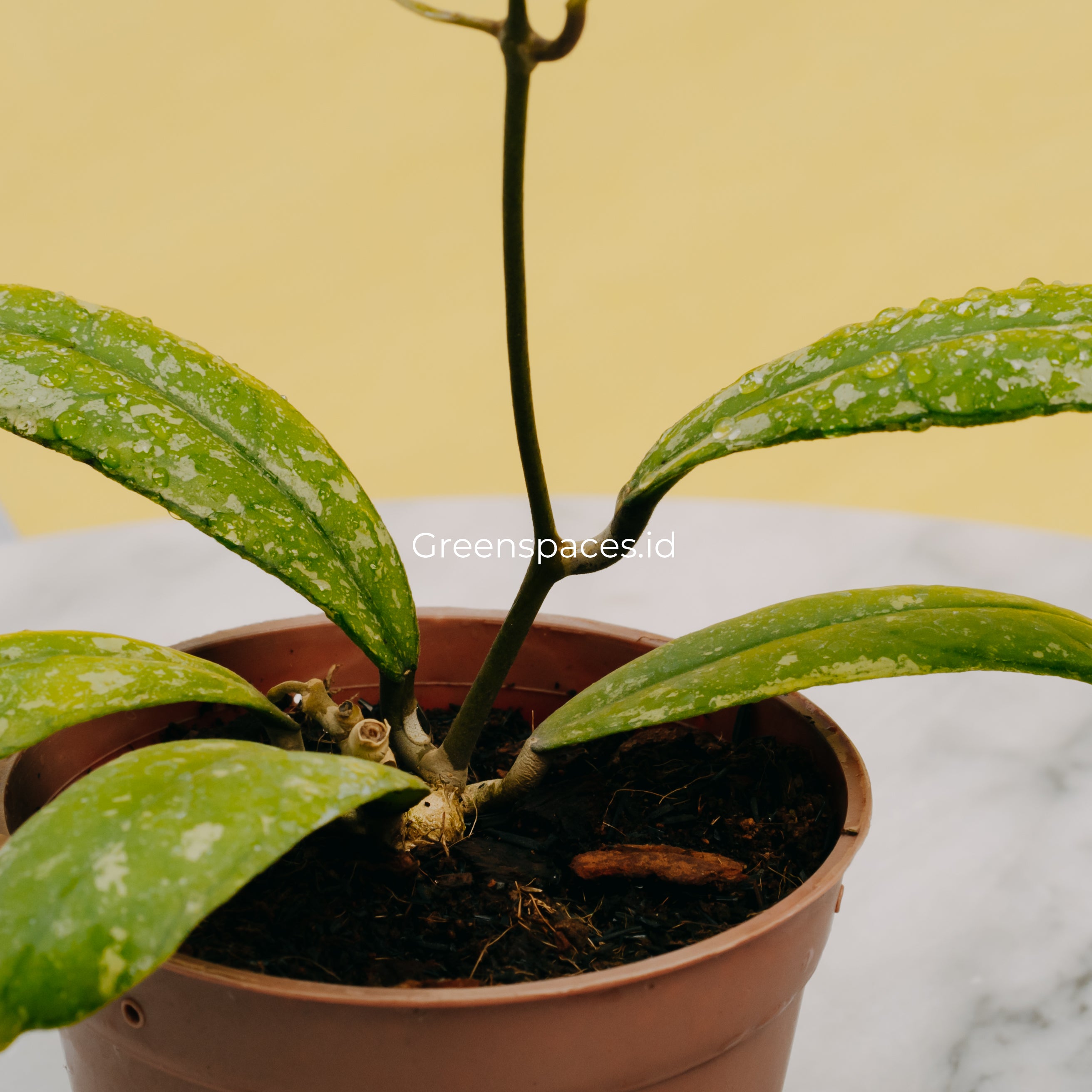 Hoya Sp North Sumatra