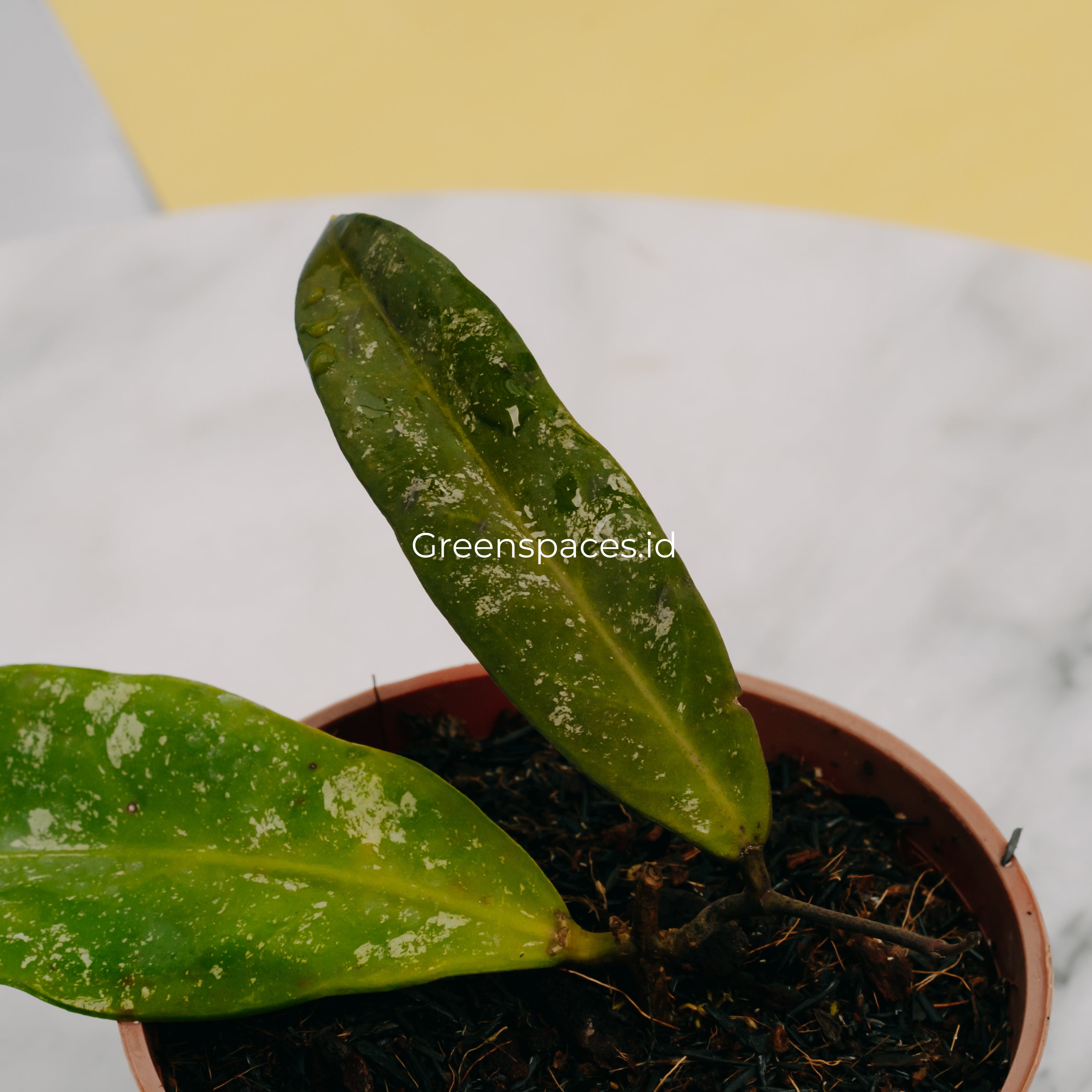 Hoya Scortechinii Splash