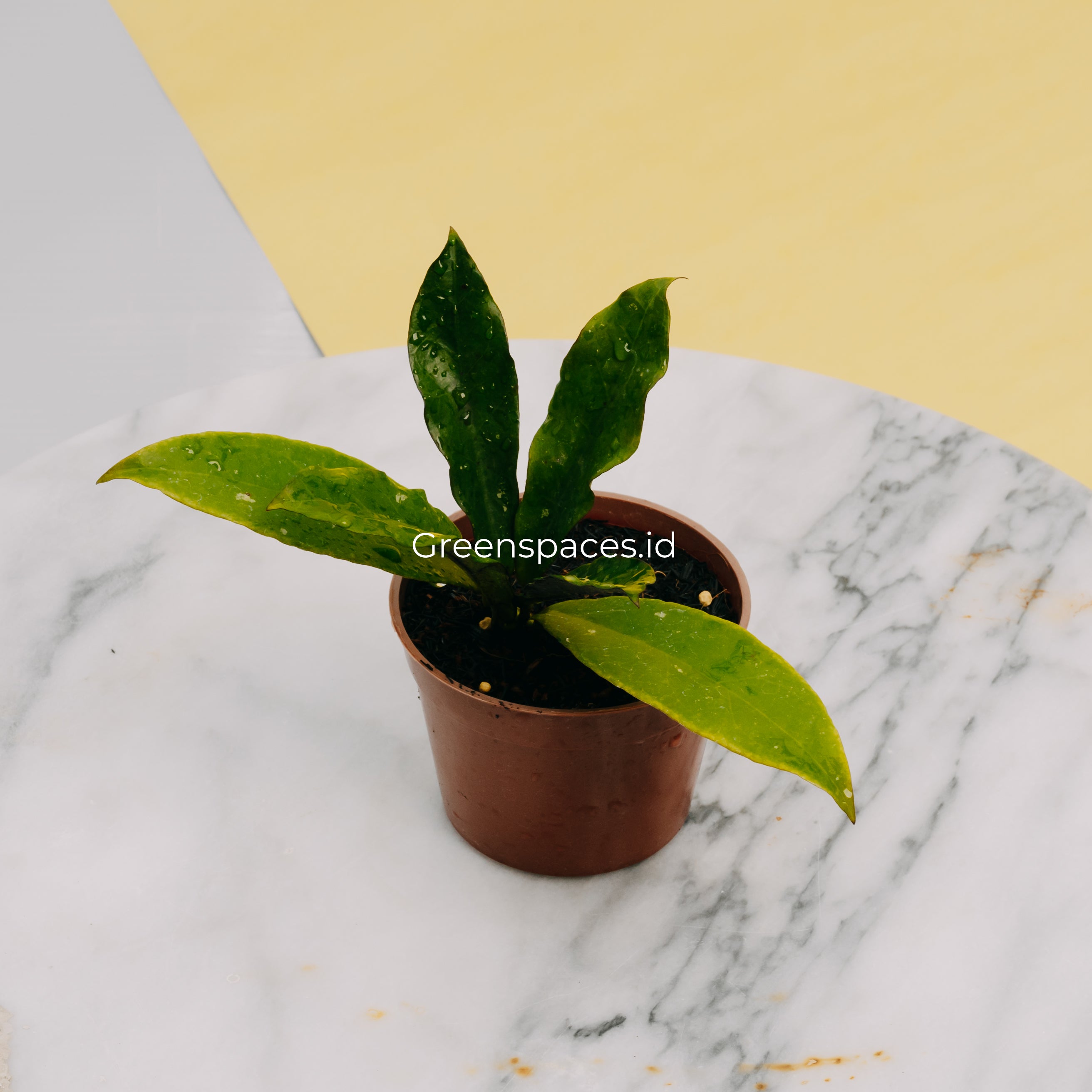 Hoya SLM-01 Buntokensis