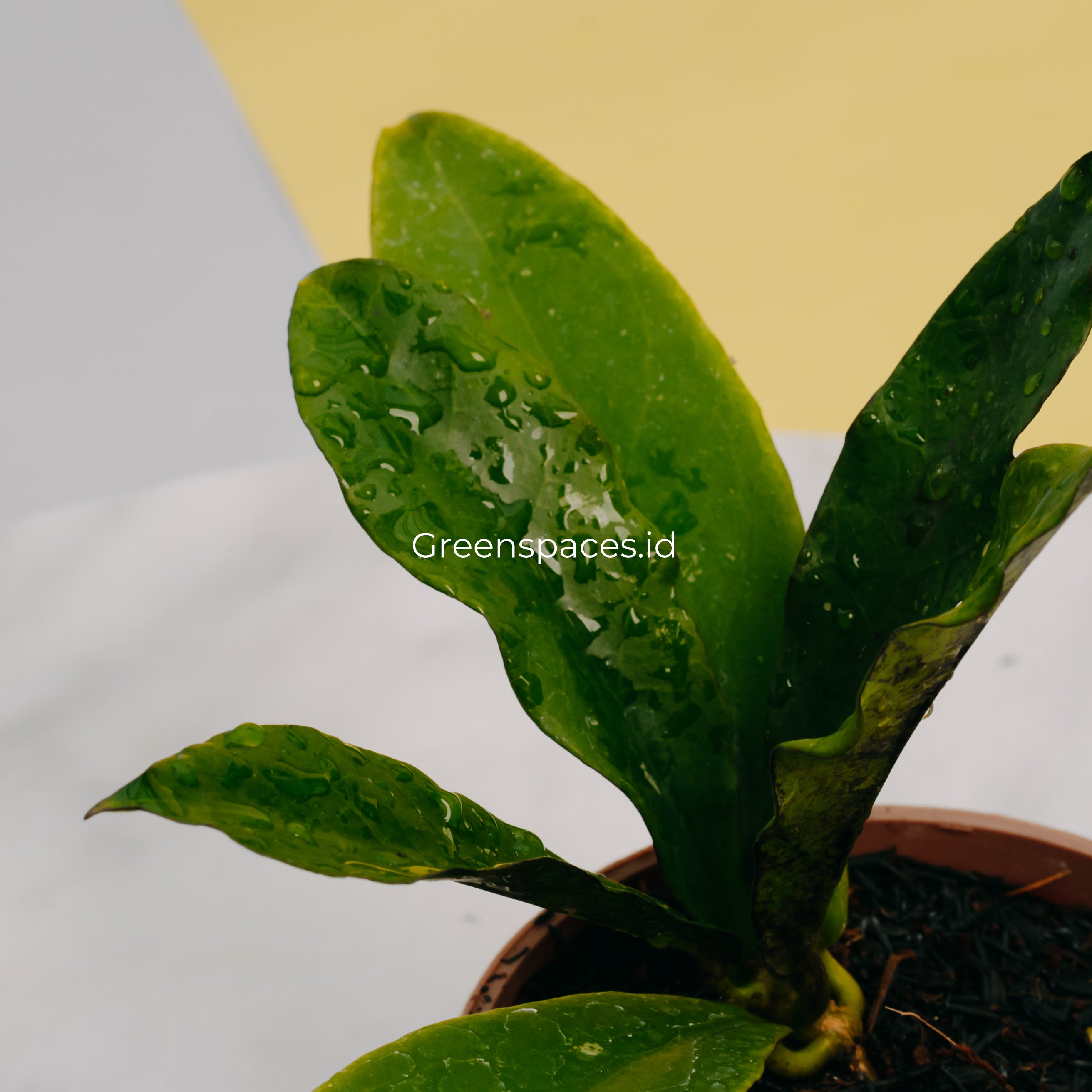 Hoya SLM-01 Buntokensis