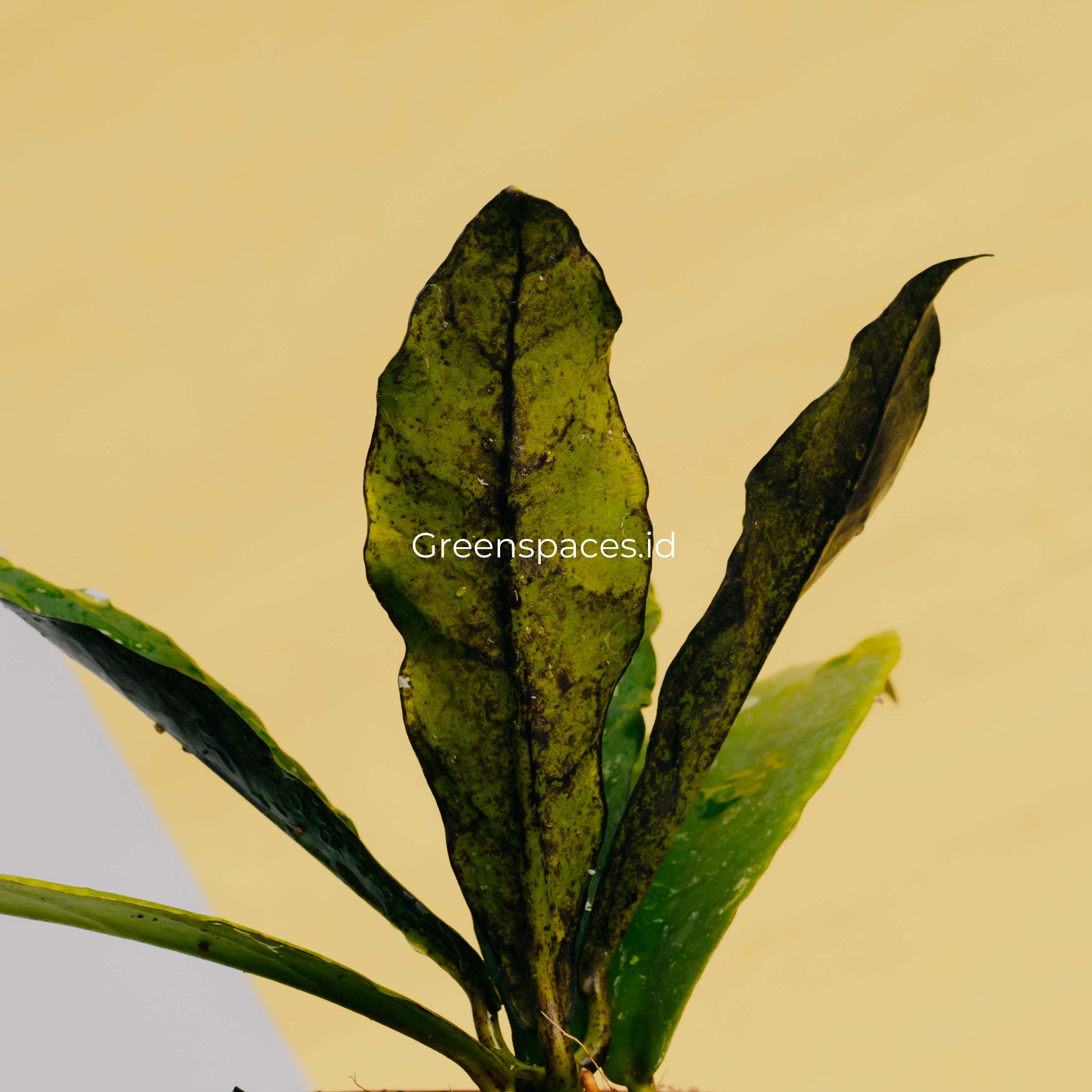 Hoya SLM-01 Buntokensis