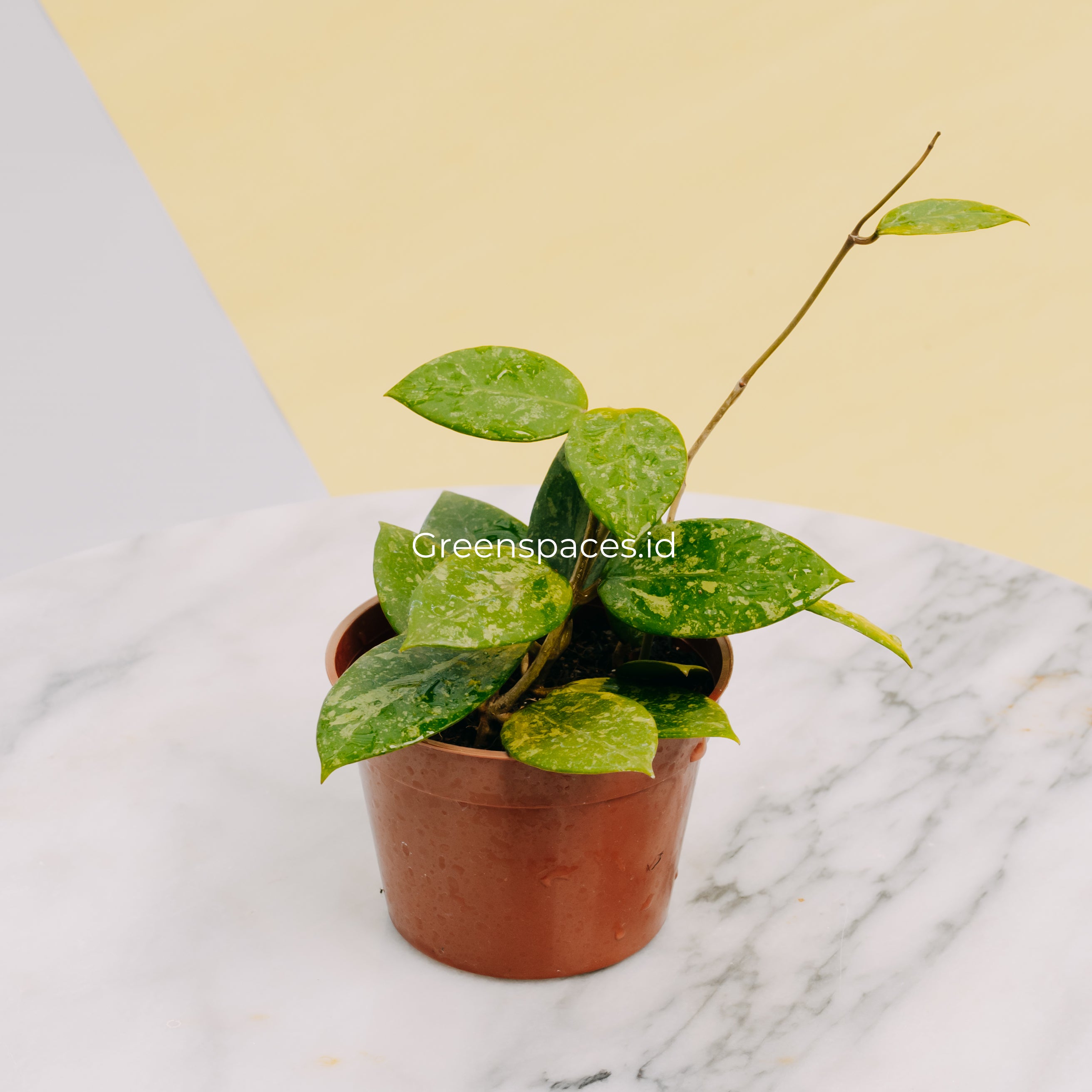 Hoya Verticilata Pacitan Splash