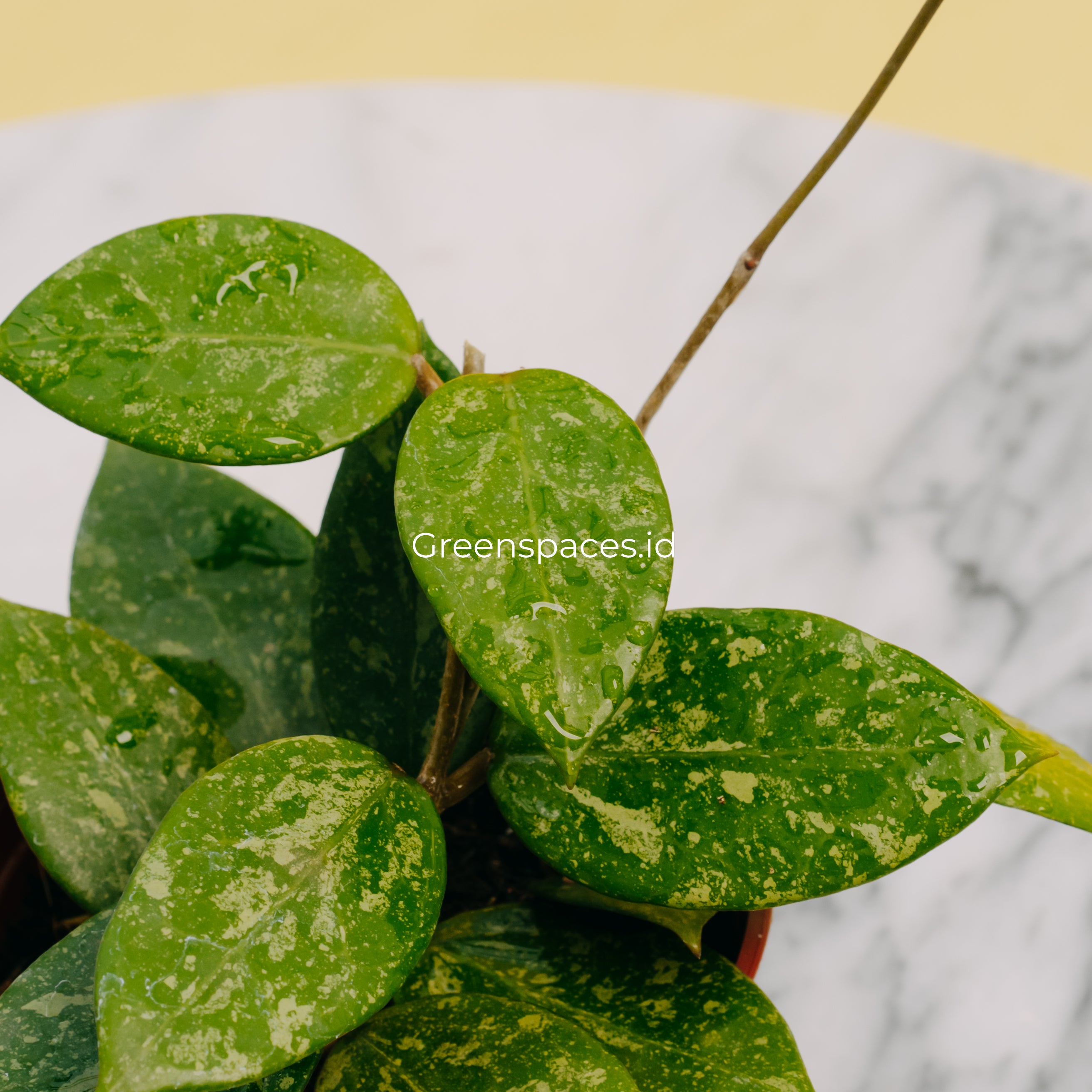 Hoya Verticilata Pacitan Splash