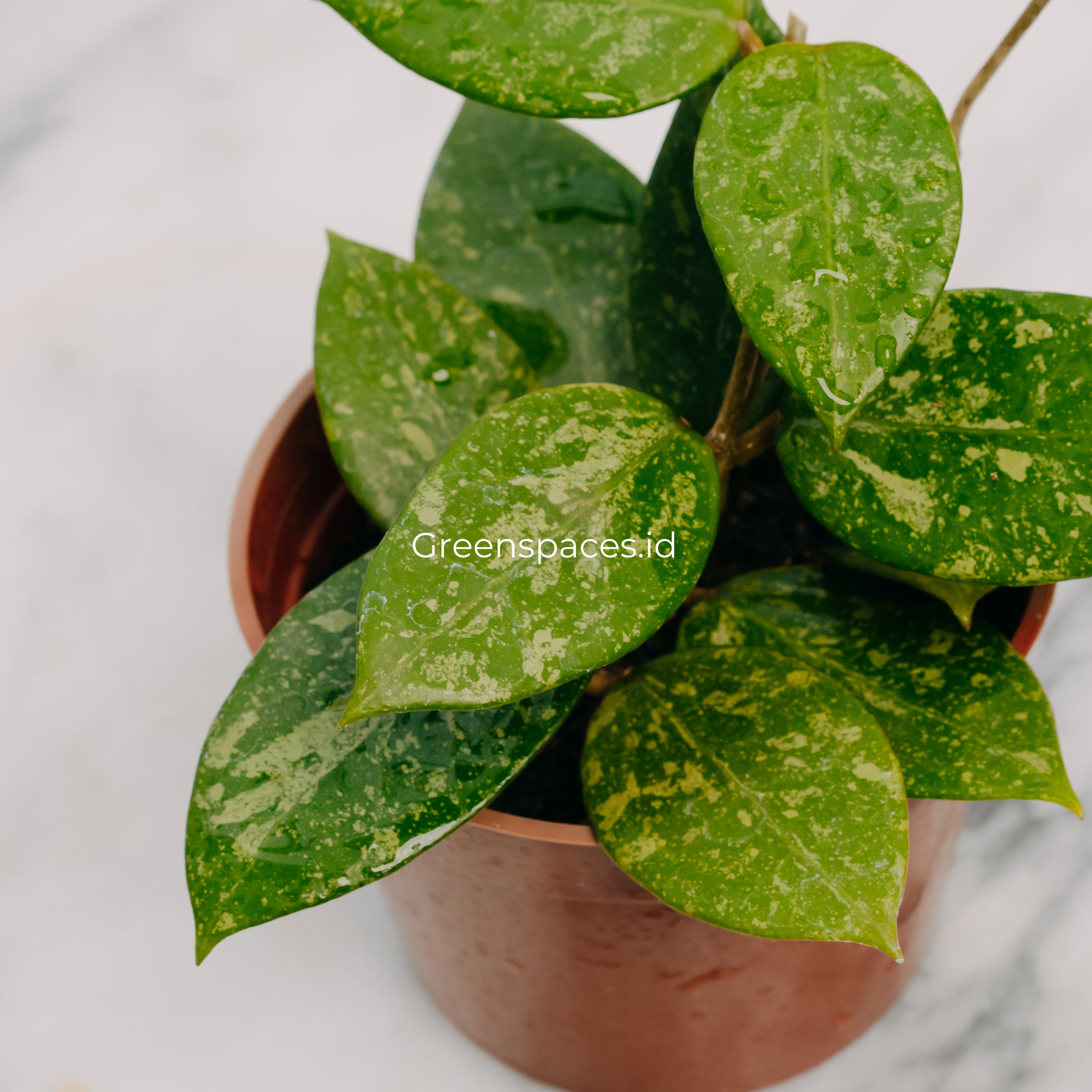 Hoya Verticilata Pacitan Splash
