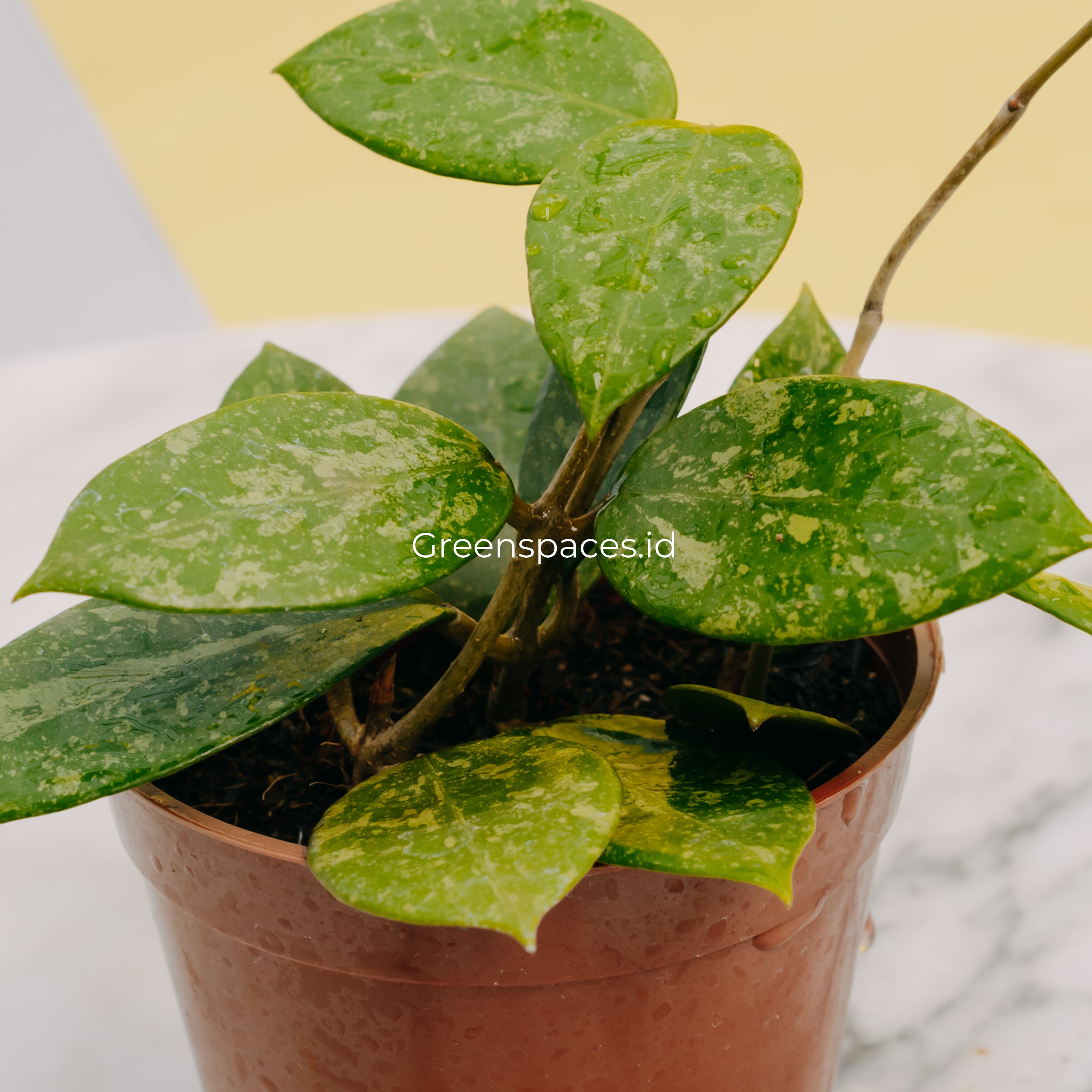 Hoya Verticilata Pacitan Splash