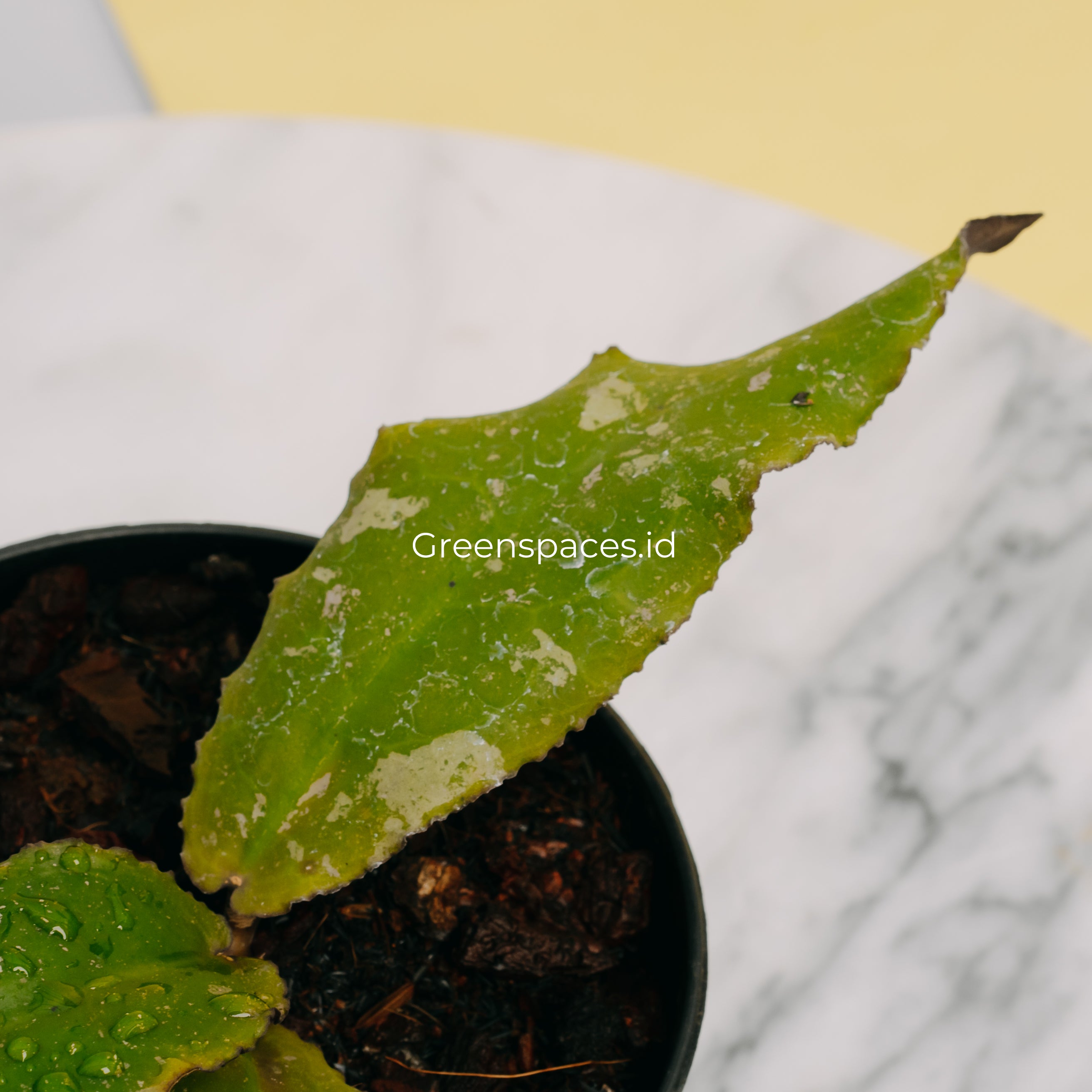 Hoya Undulata Splash
