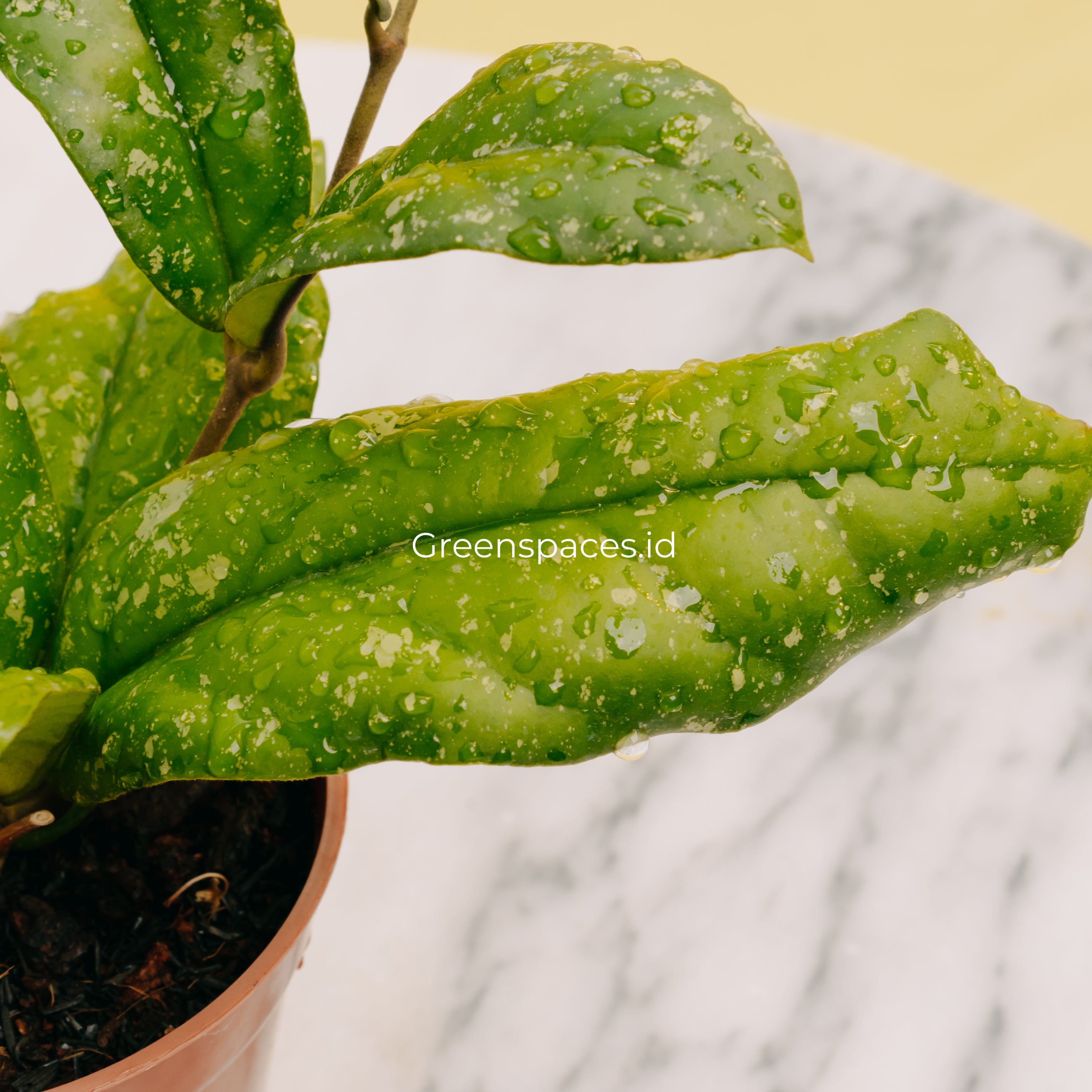 Hoya Forbesii Splash