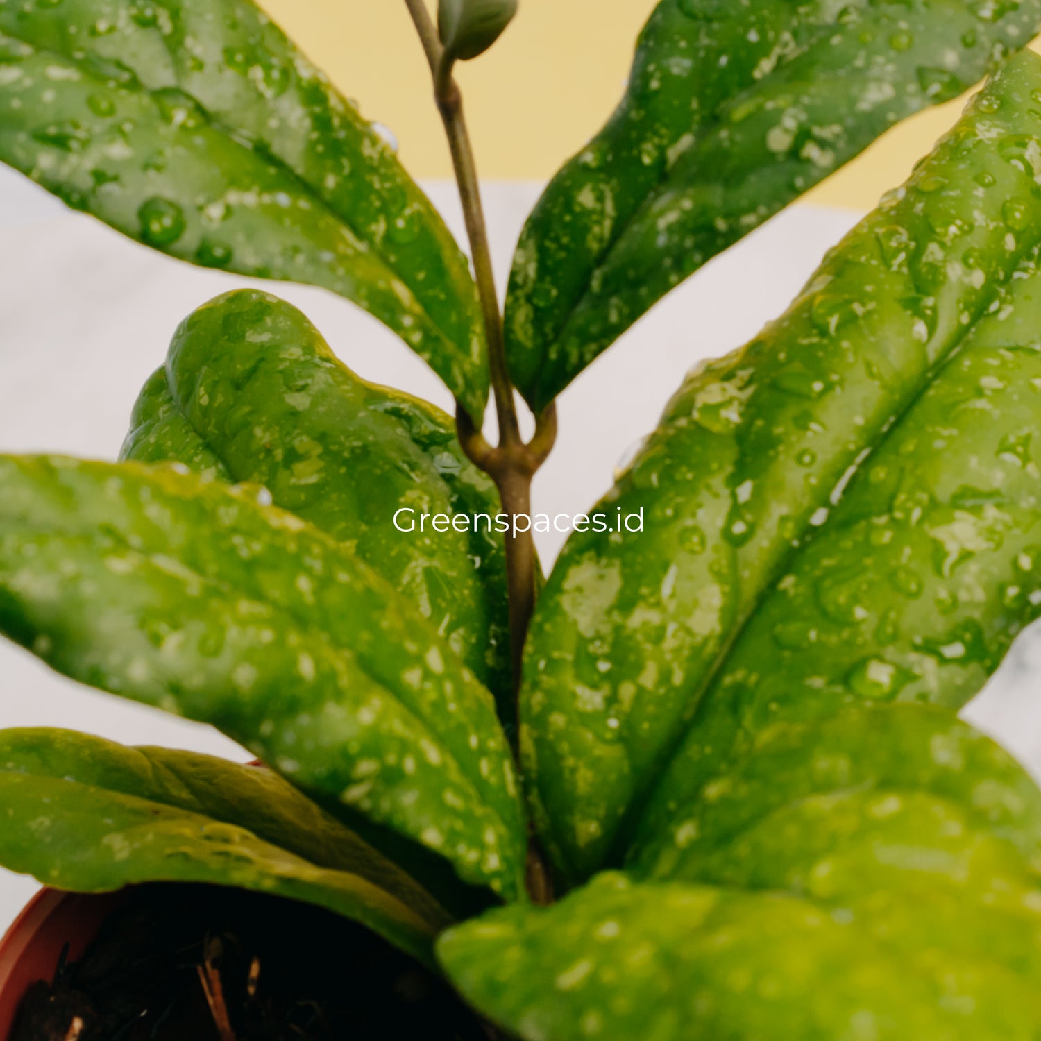 Hoya Forbesii Splash