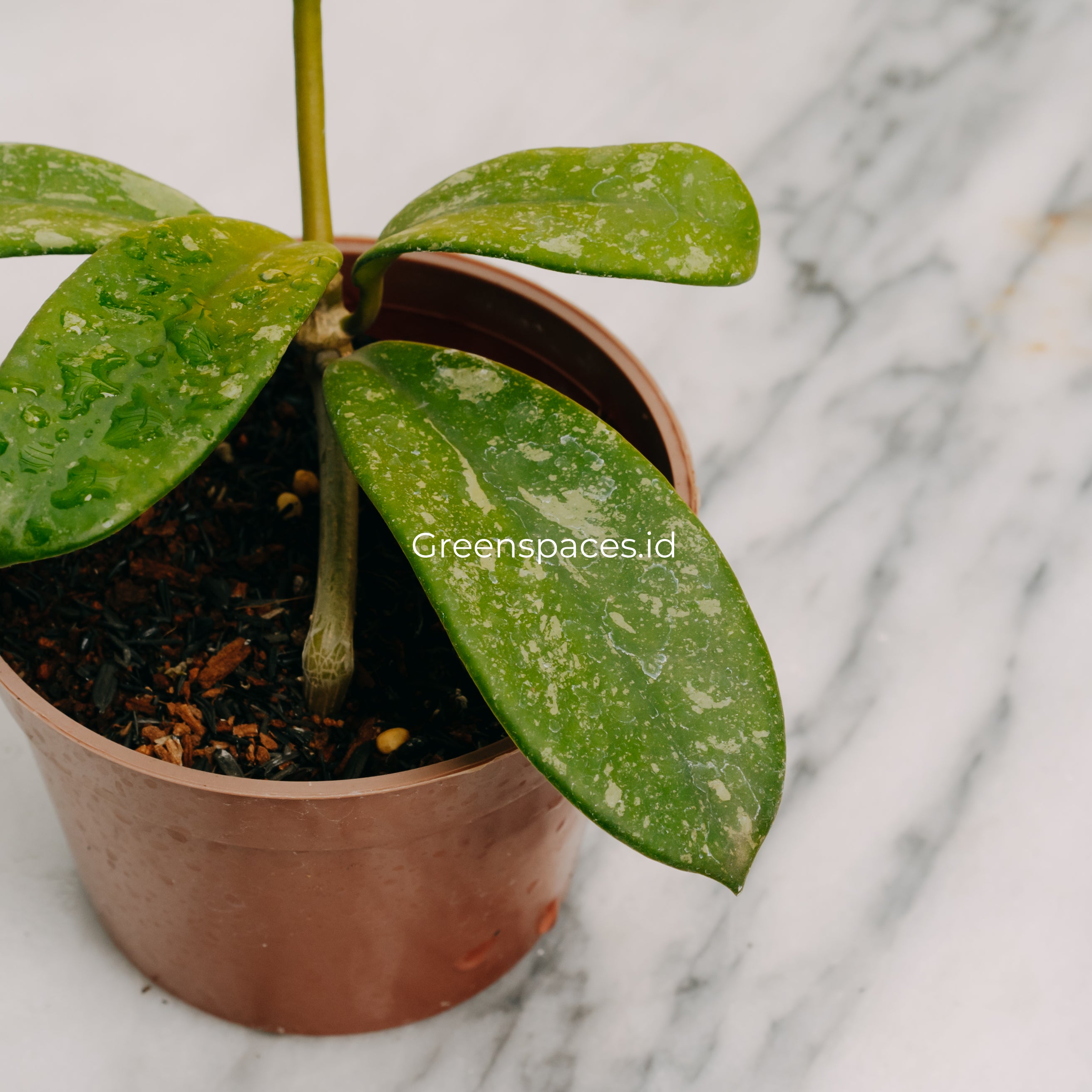Hoya Diversifolia Splash