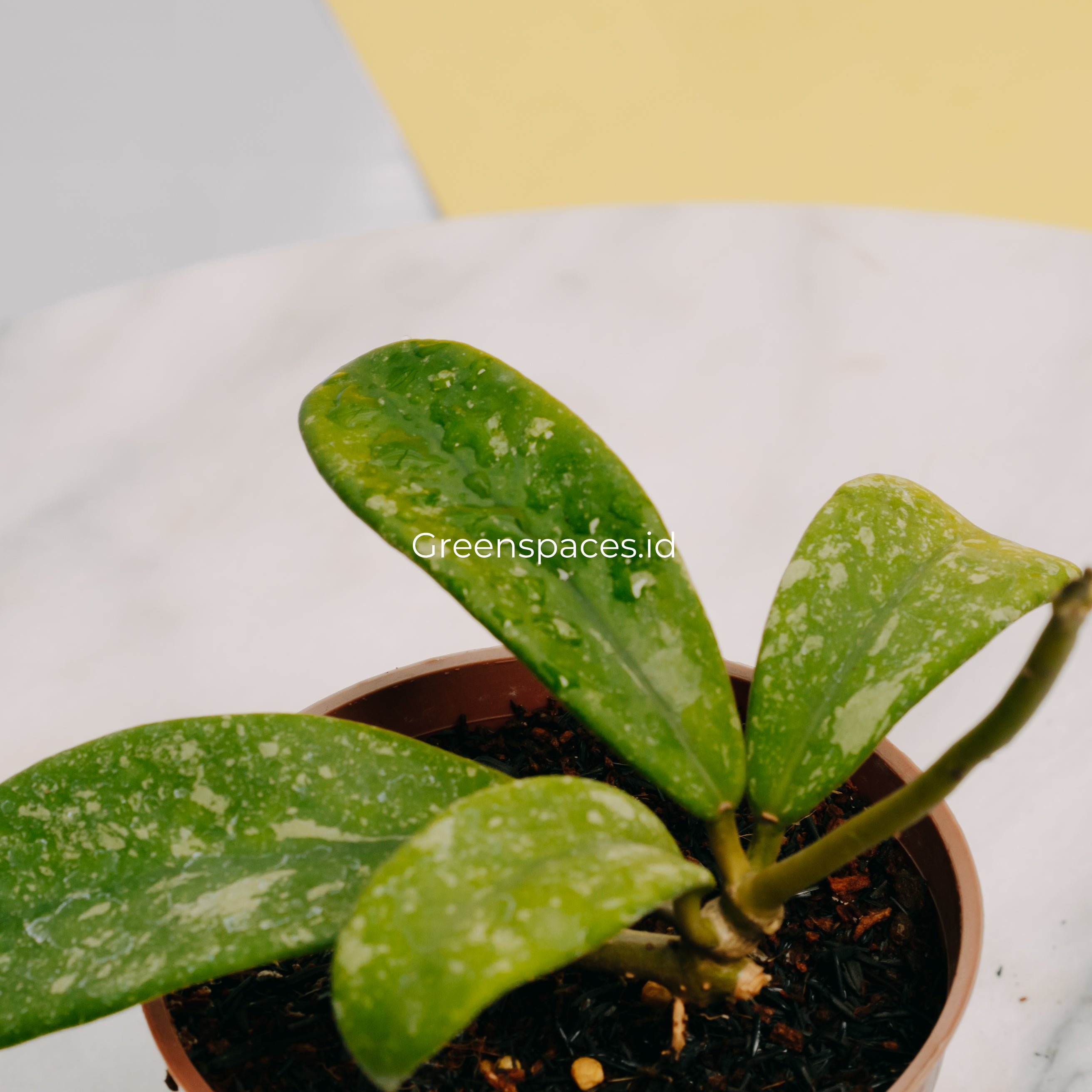 Hoya Diversifolia Splash