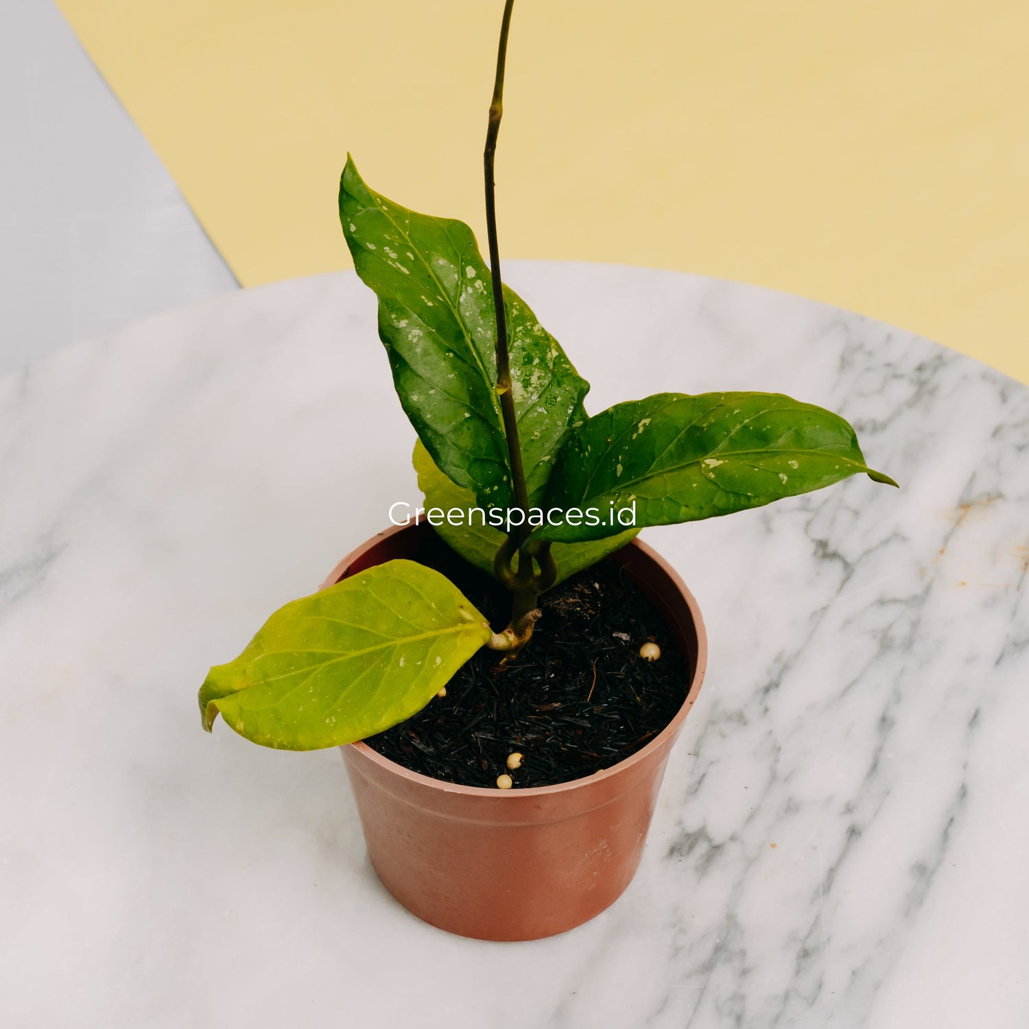 🎁 Hoya Sp Aceh Gayo Rare Pattern (100% off)