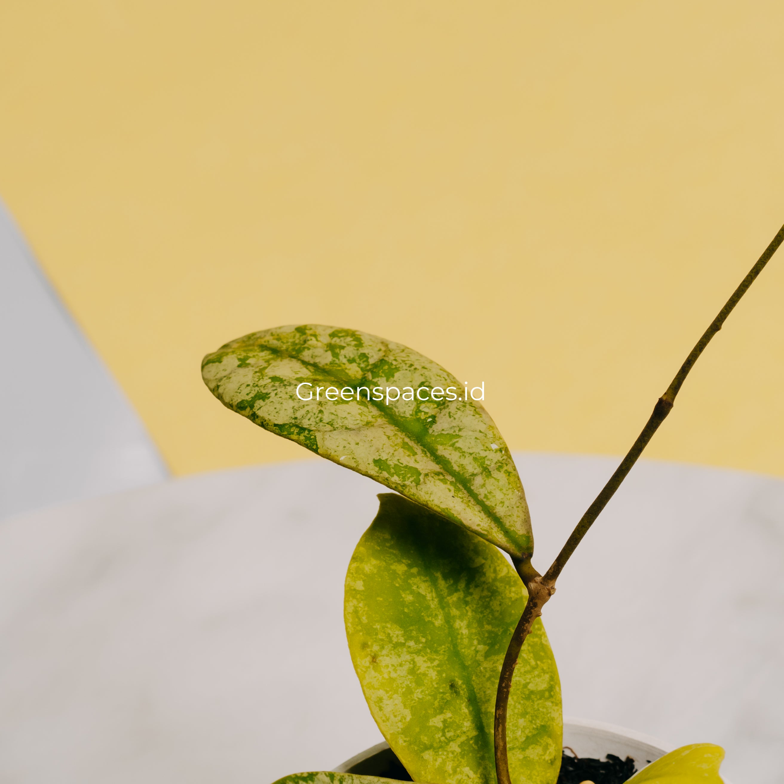 Hoya SLM-04 Silver Borneo
