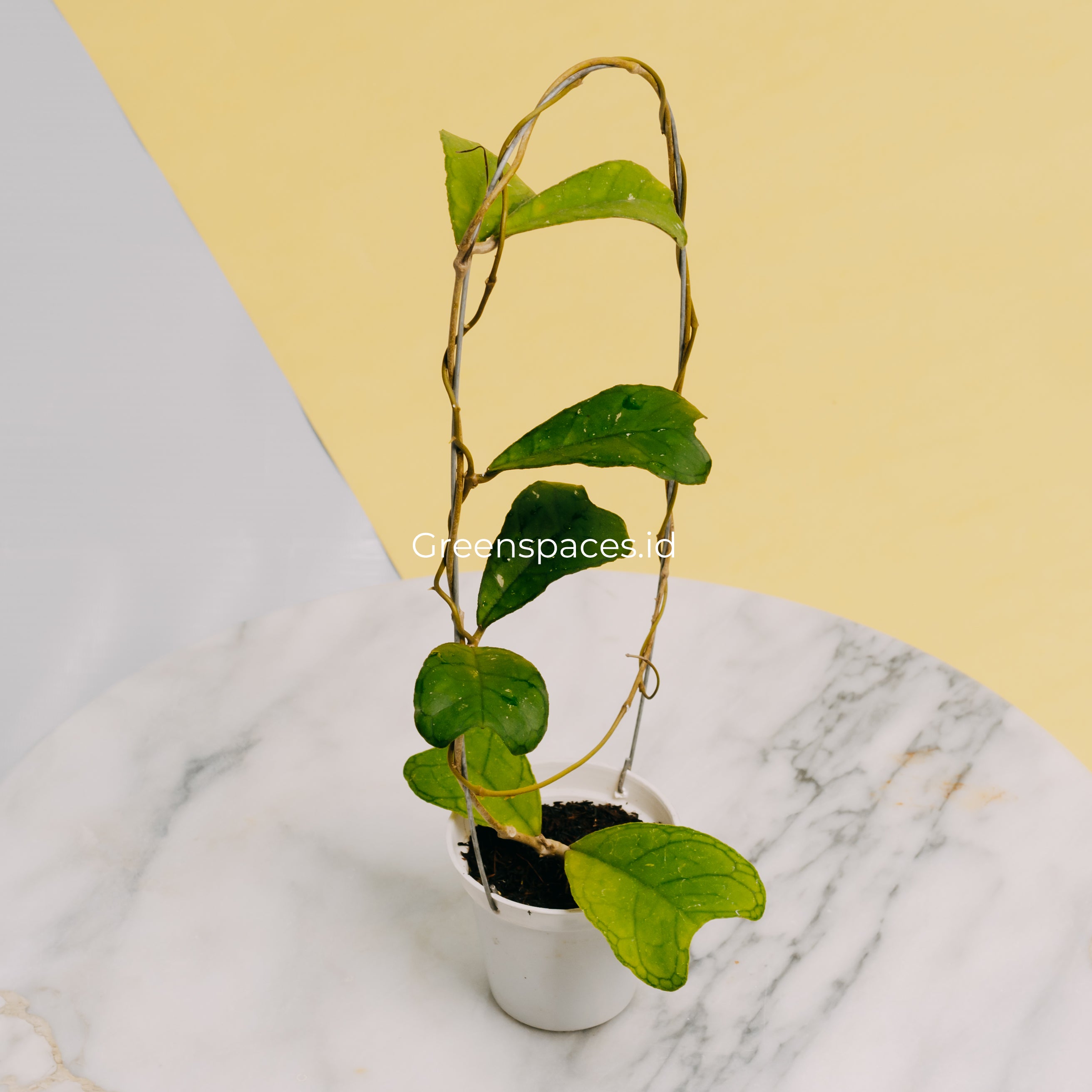 Hoya Sp Aceh Aff Deykeae