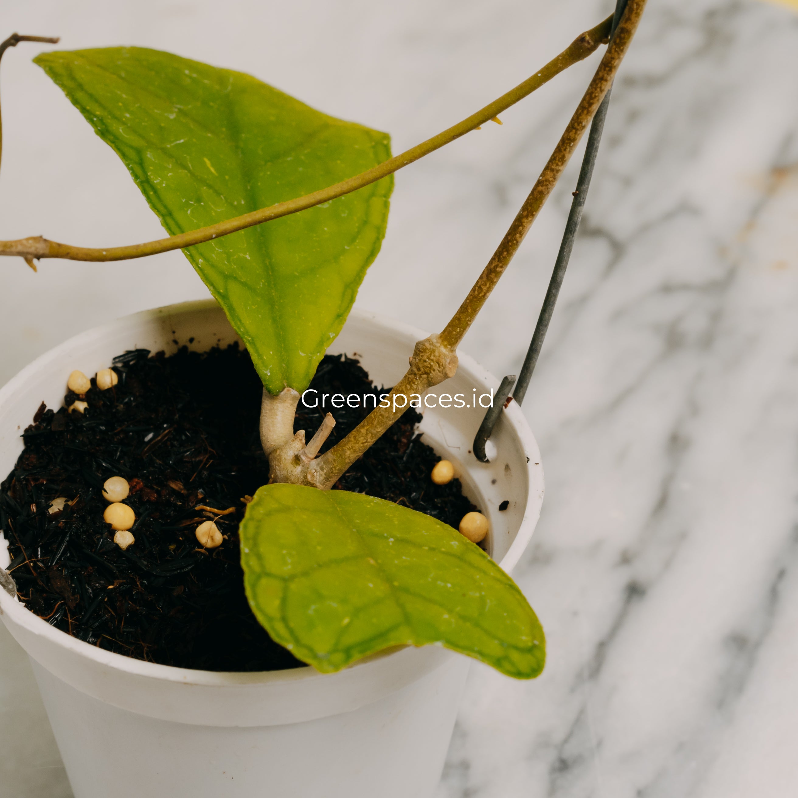 Hoya Sp Aceh Aff Deykeae