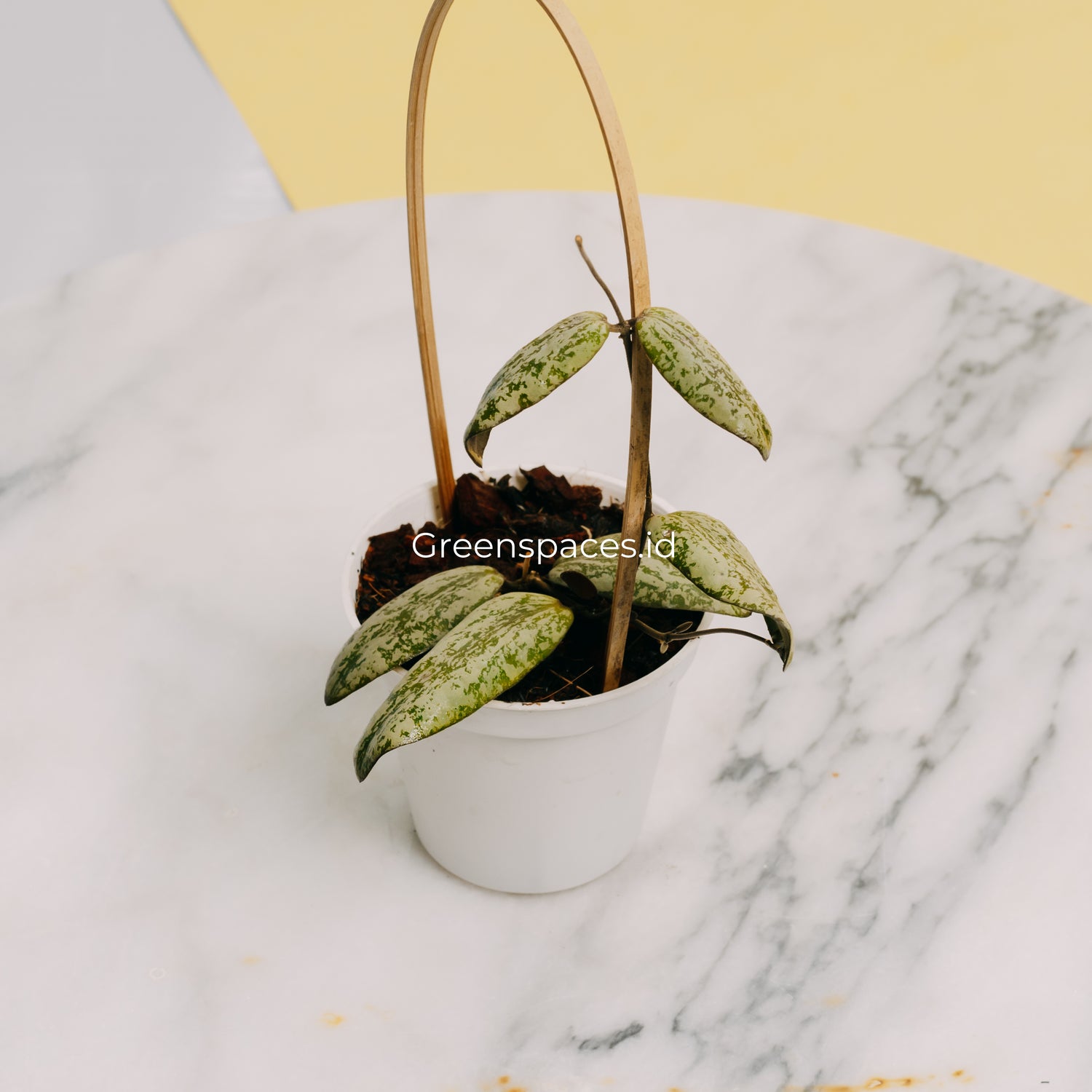 Hoya Sigilatis Silver Borneo