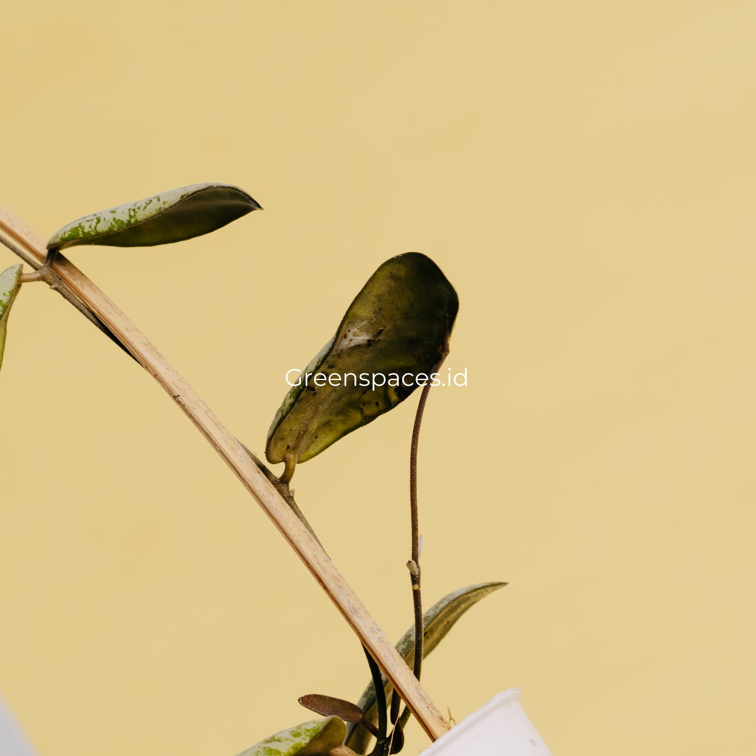 Hoya Sigilatis Silver Borneo