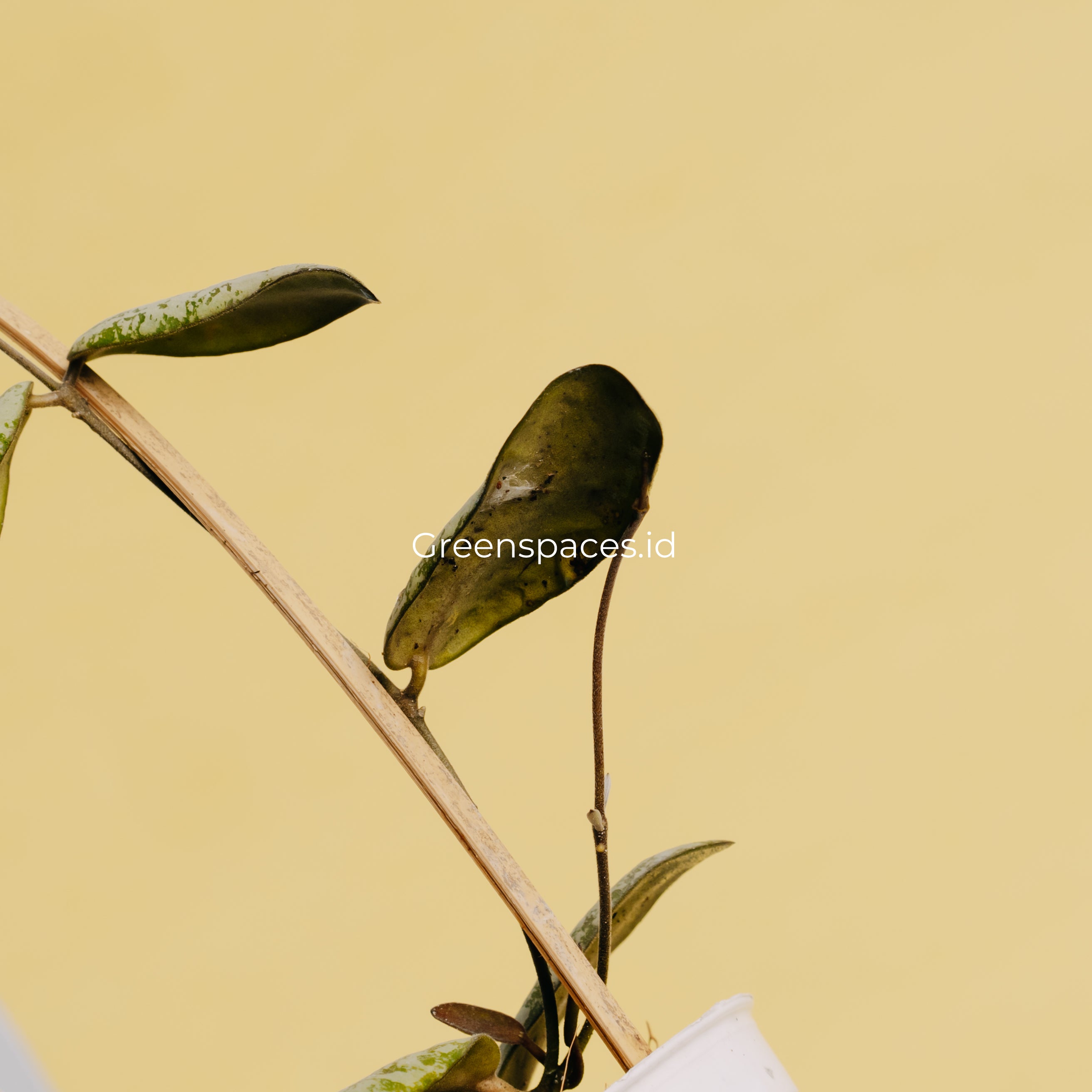 Hoya Sigilatis Silver Borneo