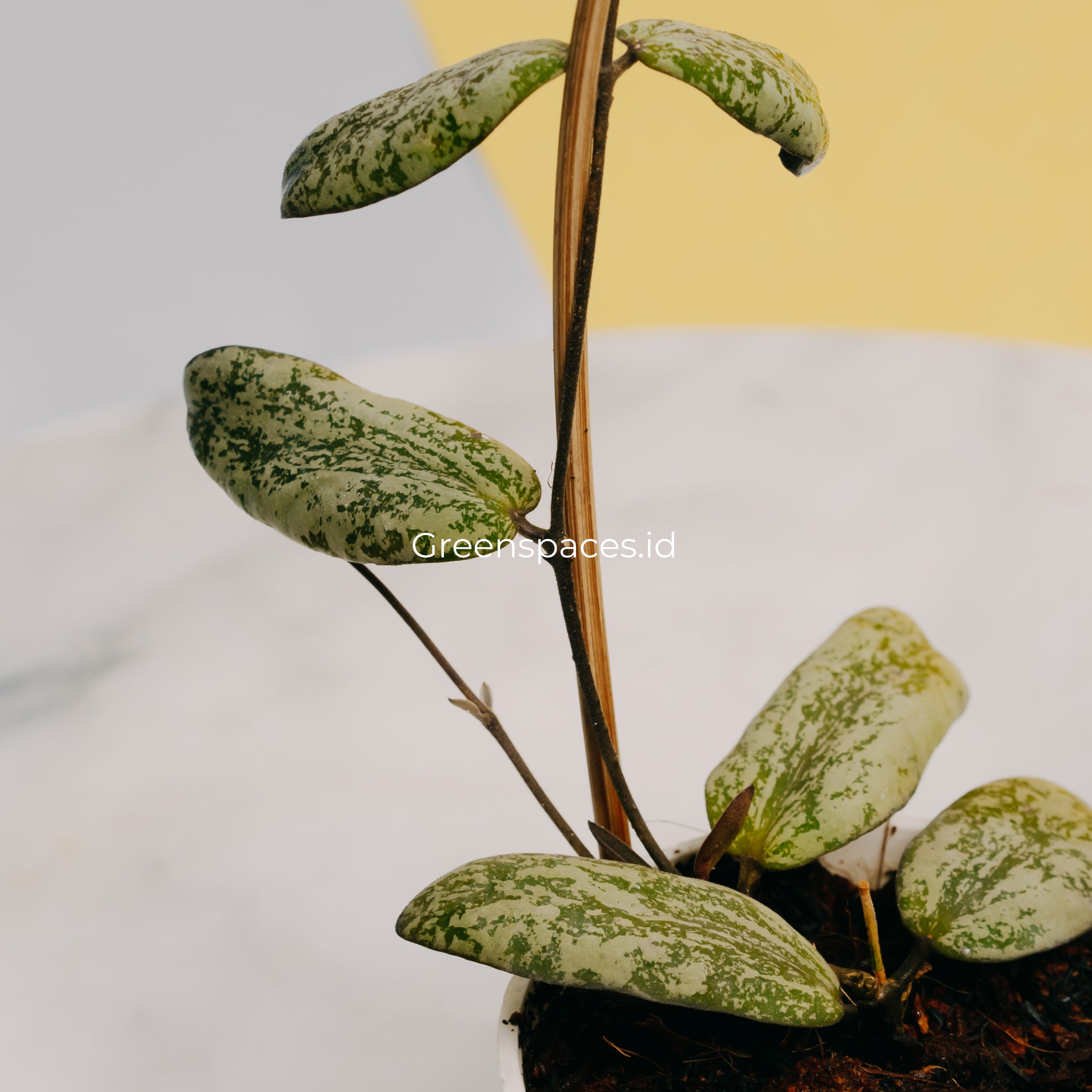 Hoya Sigilatis Silver Borneo