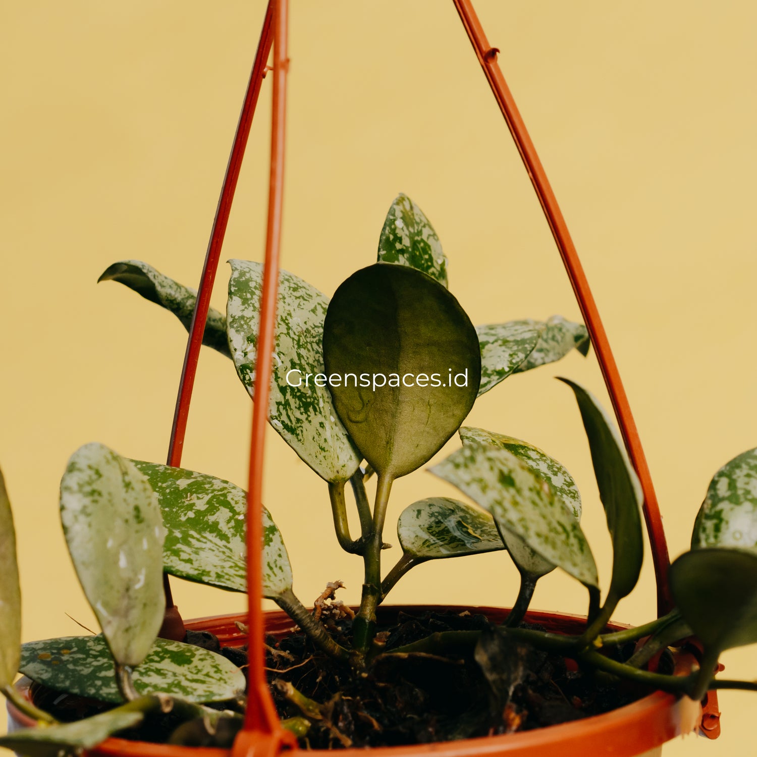 Hoya Lacunosa Grey Ash Spalsh