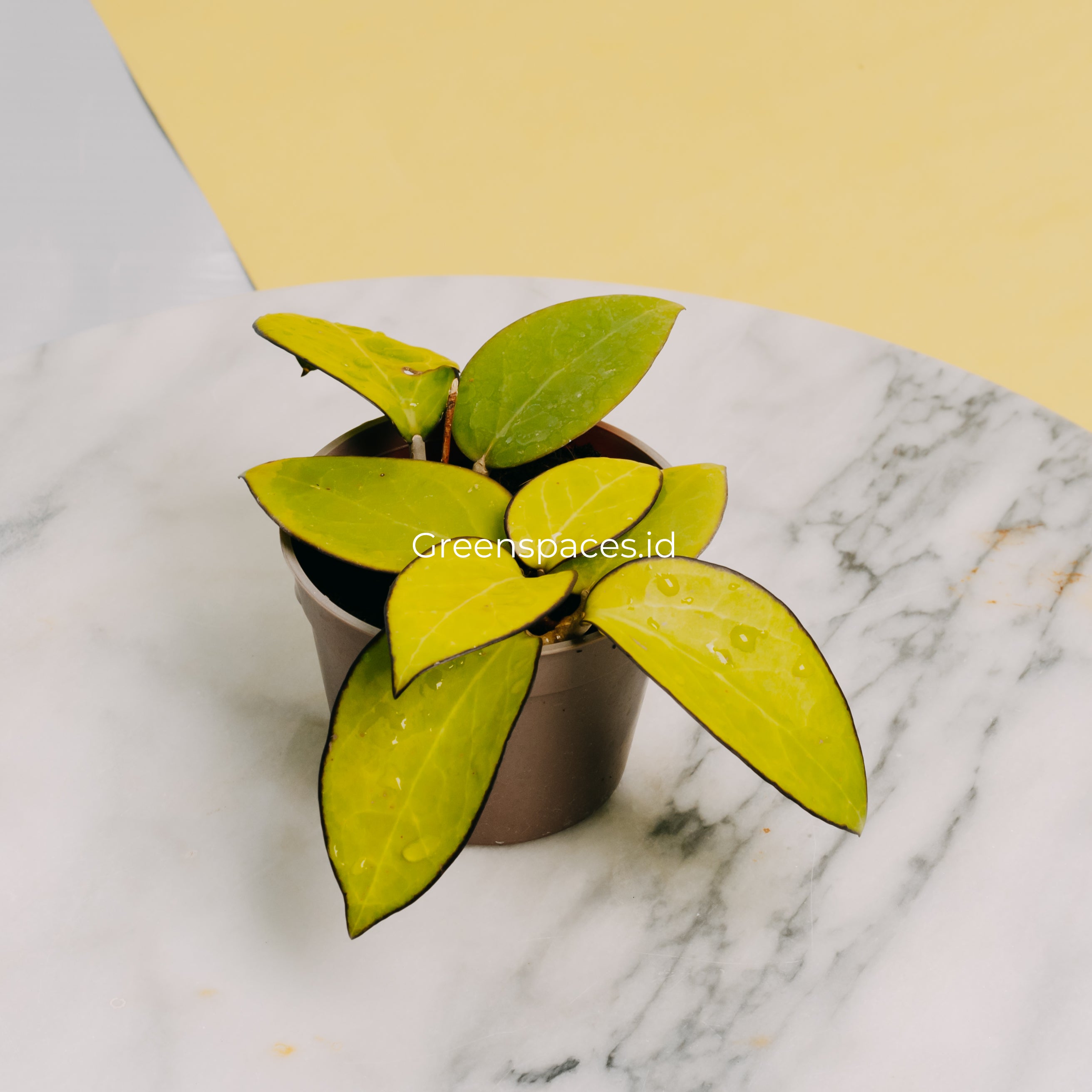 Hoya Vitelina HSL
