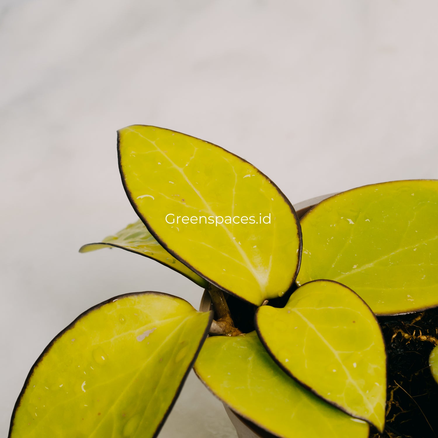 Hoya Vitelina HSL