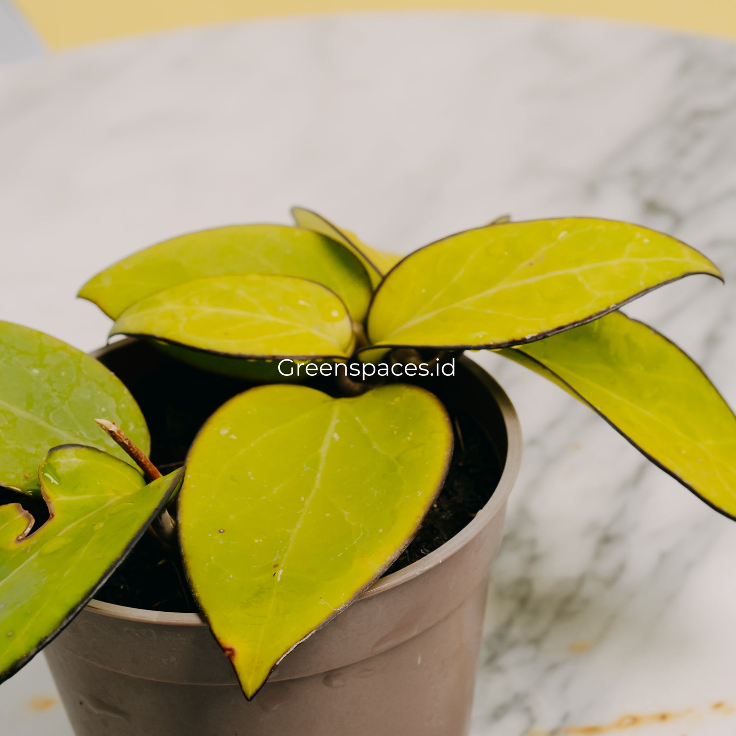 Hoya Vitelina HSL