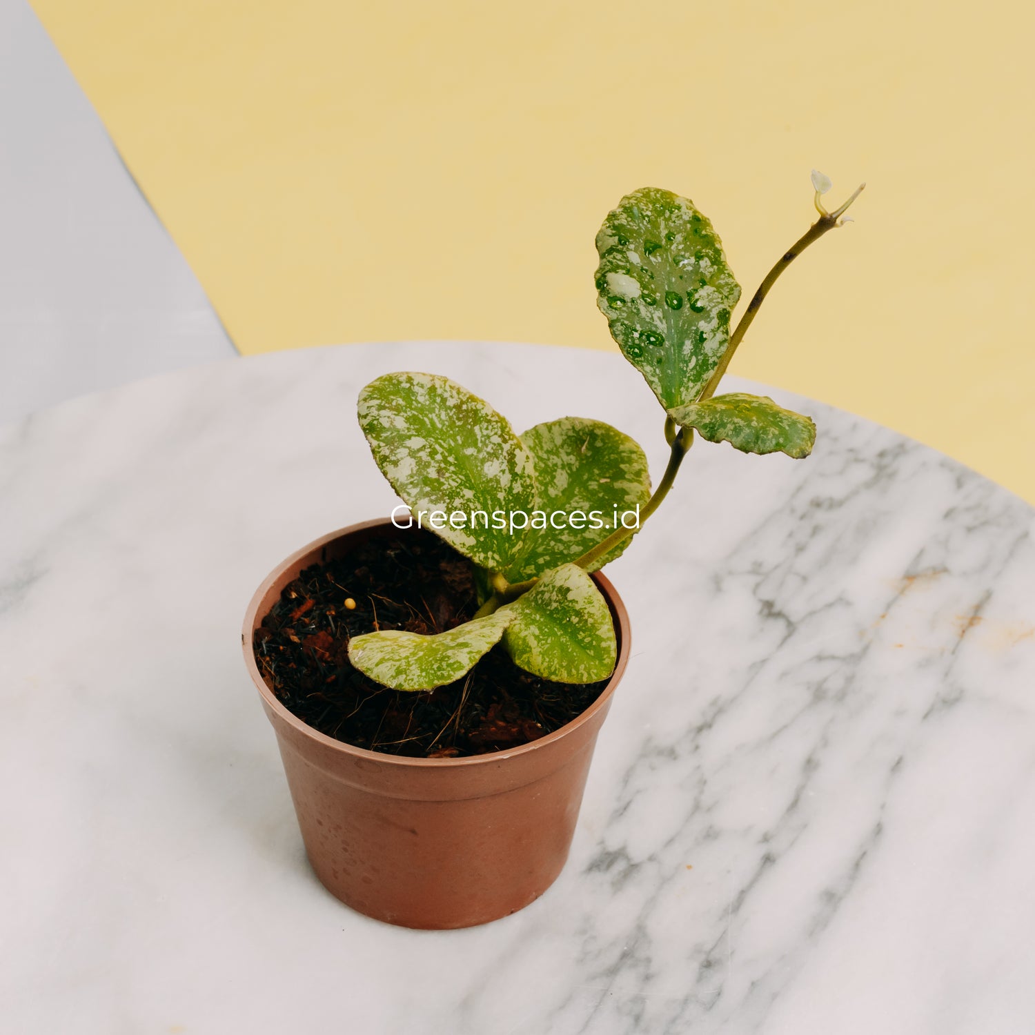 Hoya Waymaniae Splash