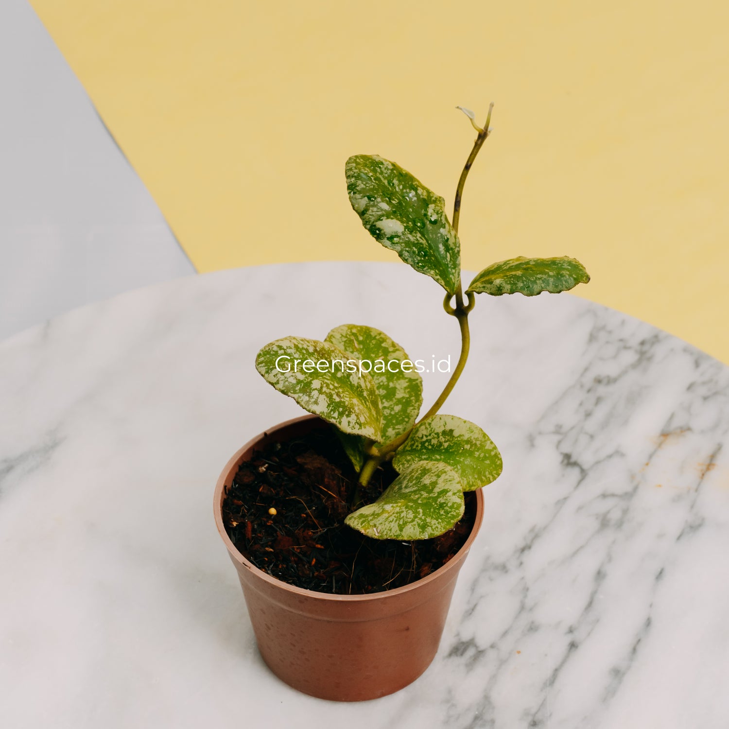 Hoya Waymaniae Splash