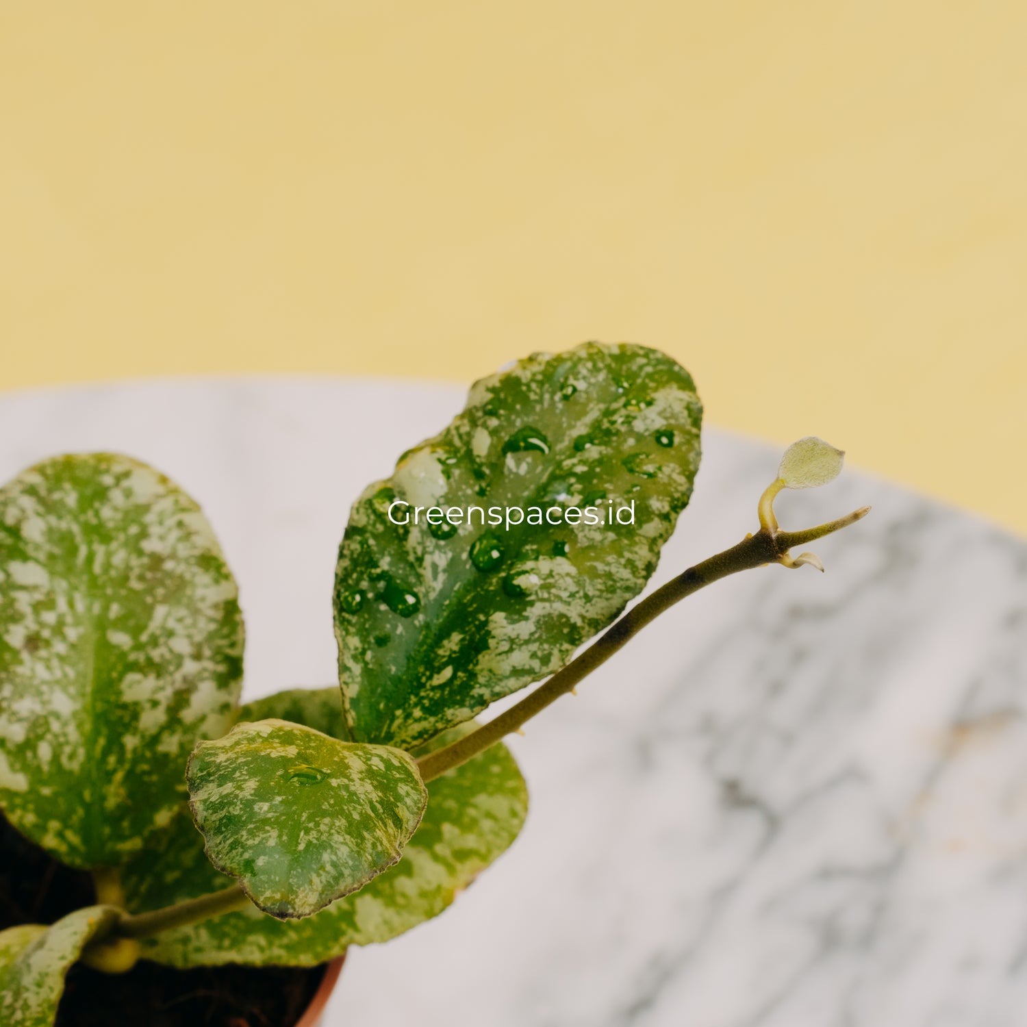 Hoya Waymaniae Splash