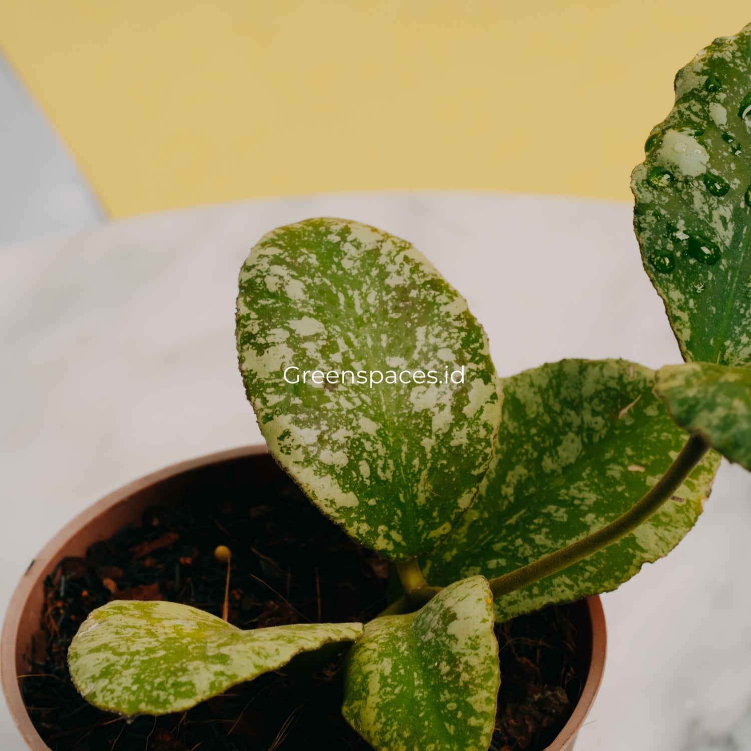 Hoya Waymaniae Splash