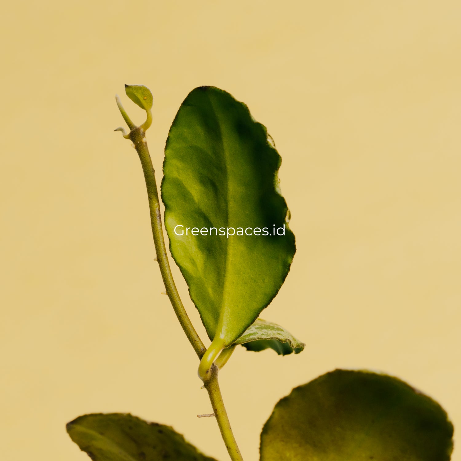 Hoya Waymaniae Splash