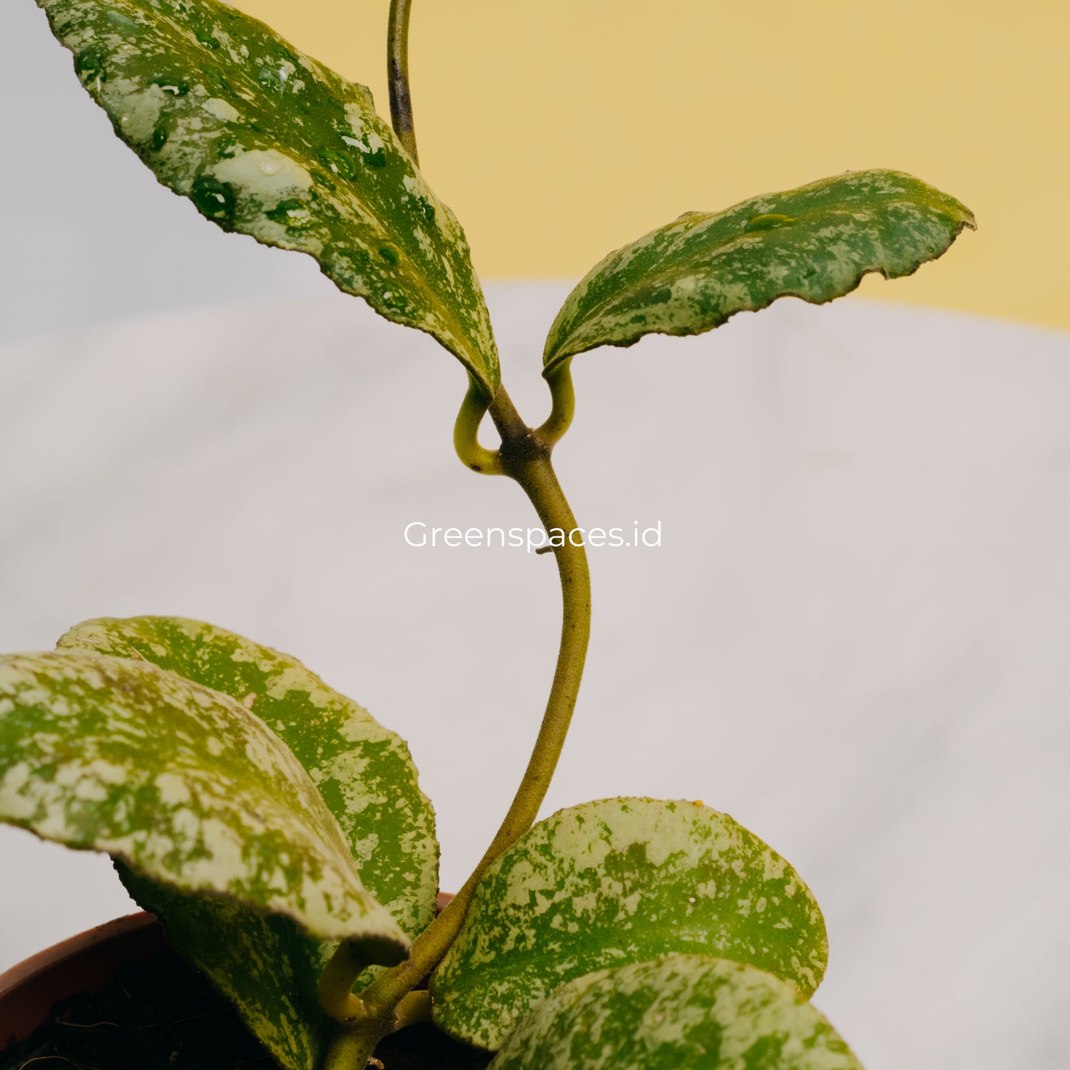 Hoya Waymaniae Splash